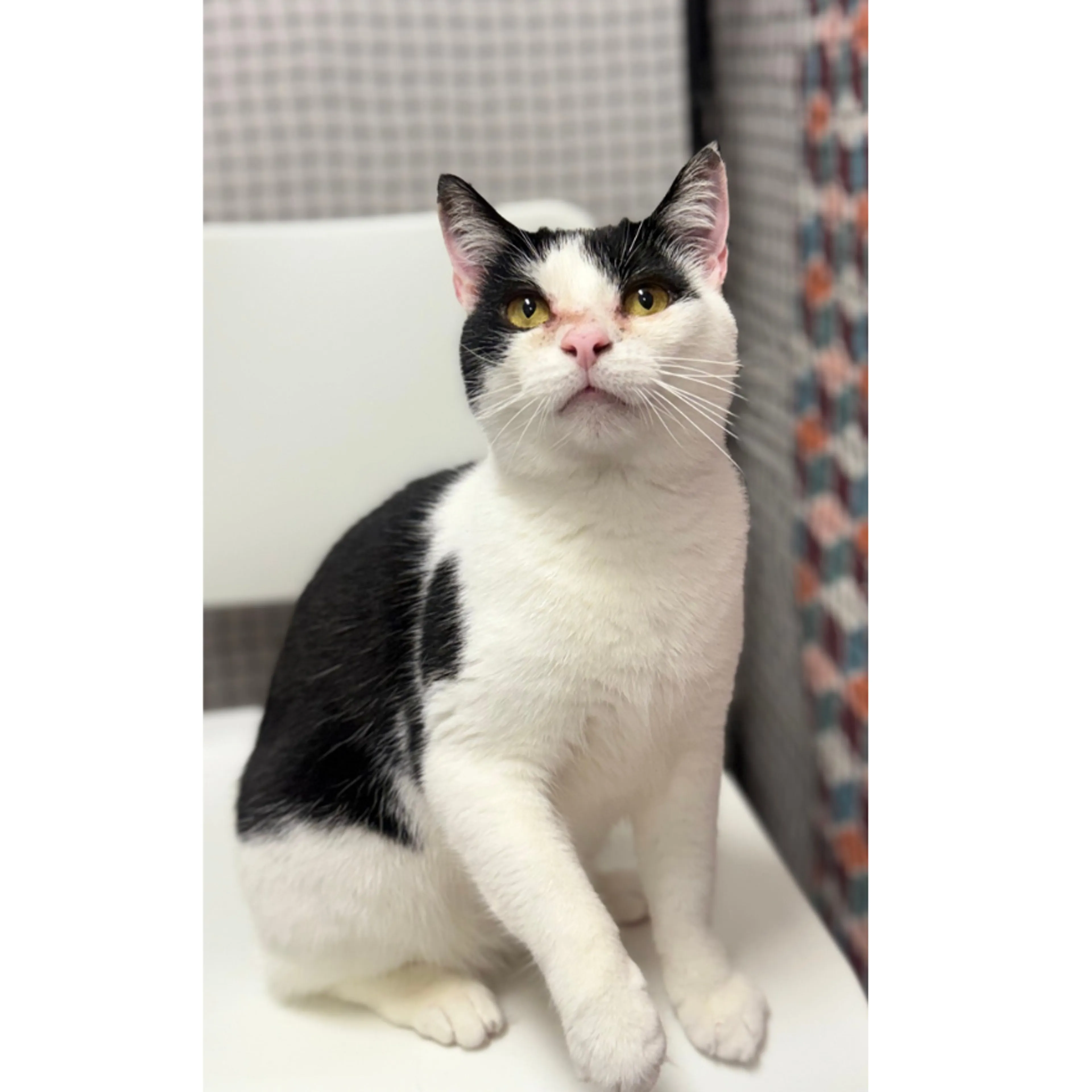 Found pet-6