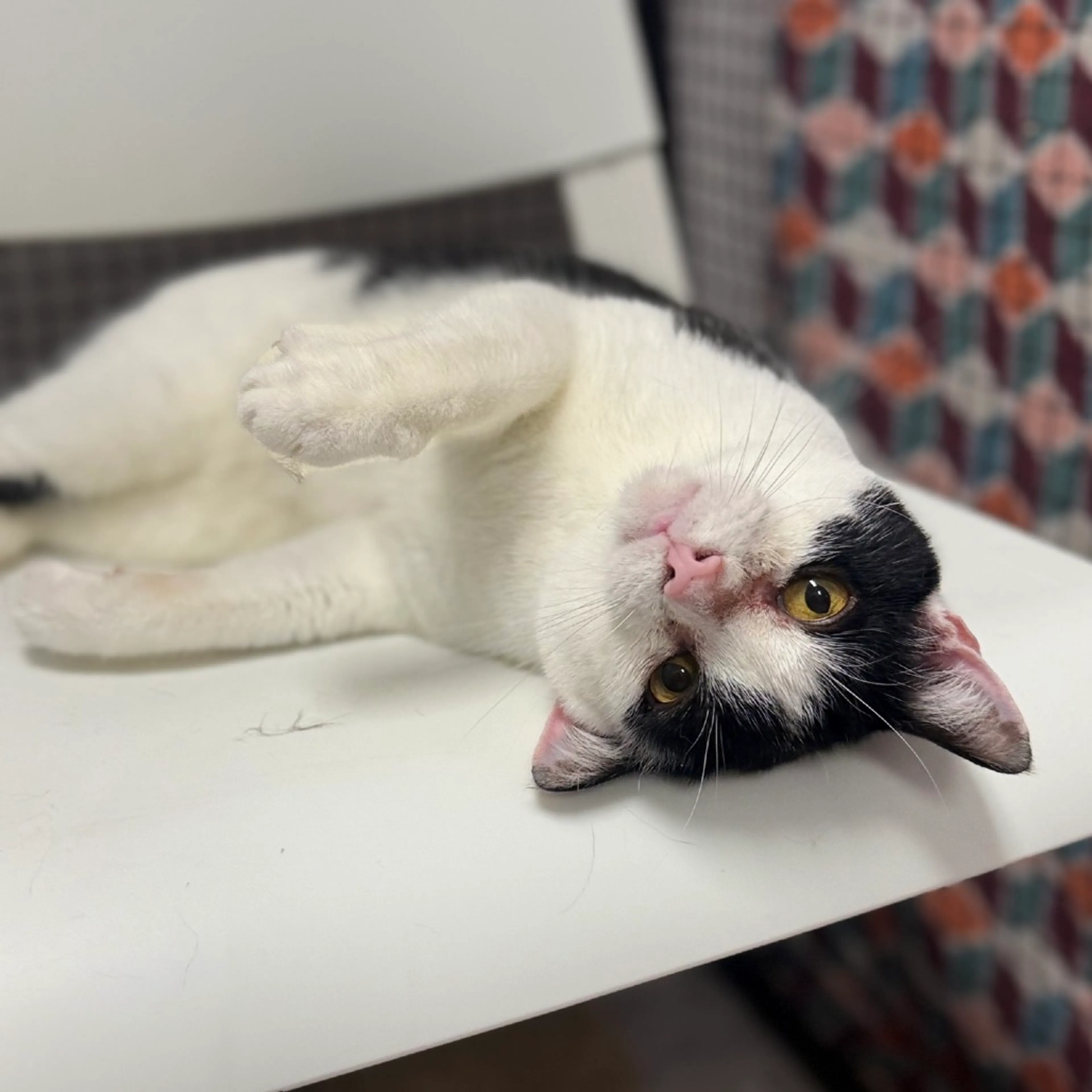 Found pet-2