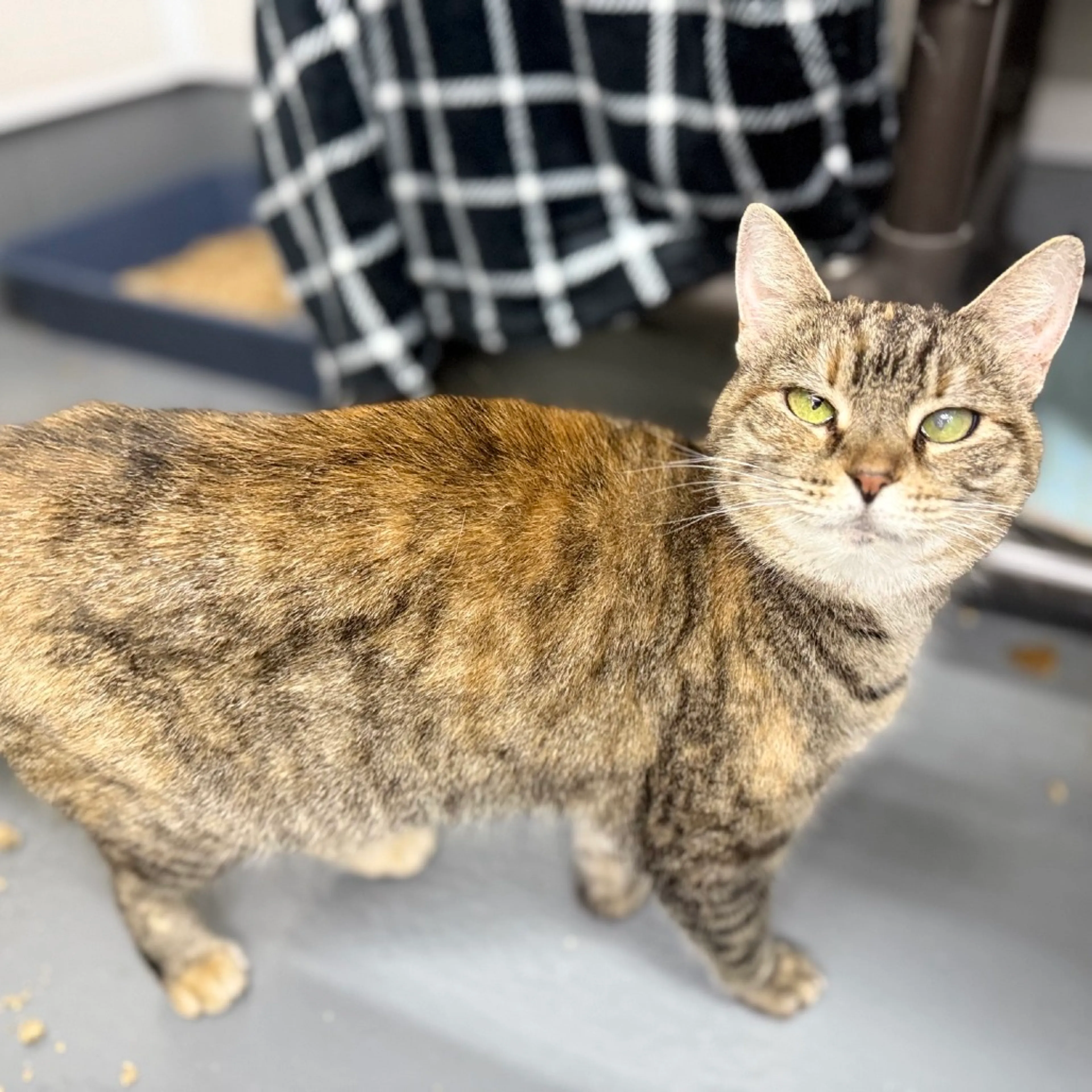 Found pet-2