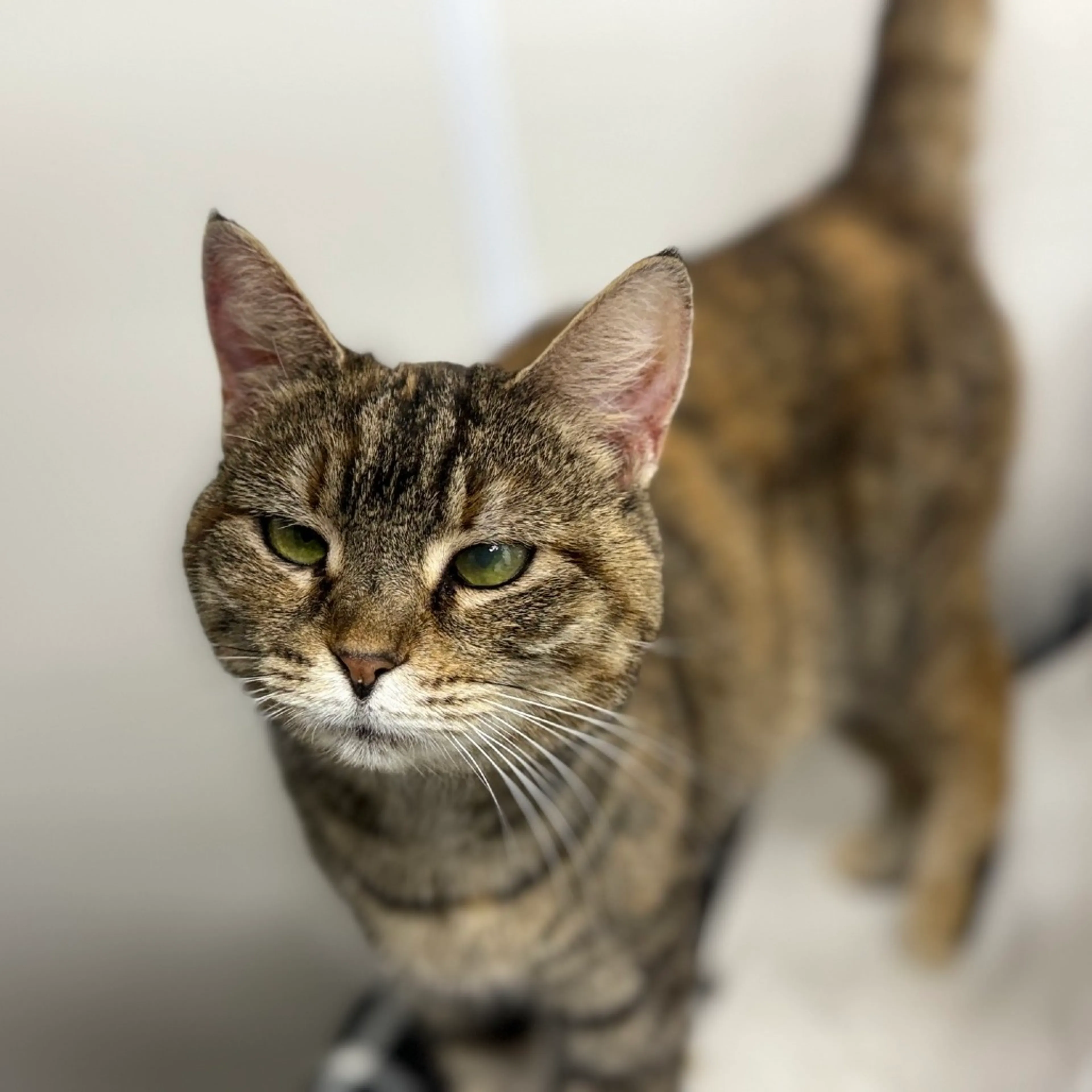 Found pet-1