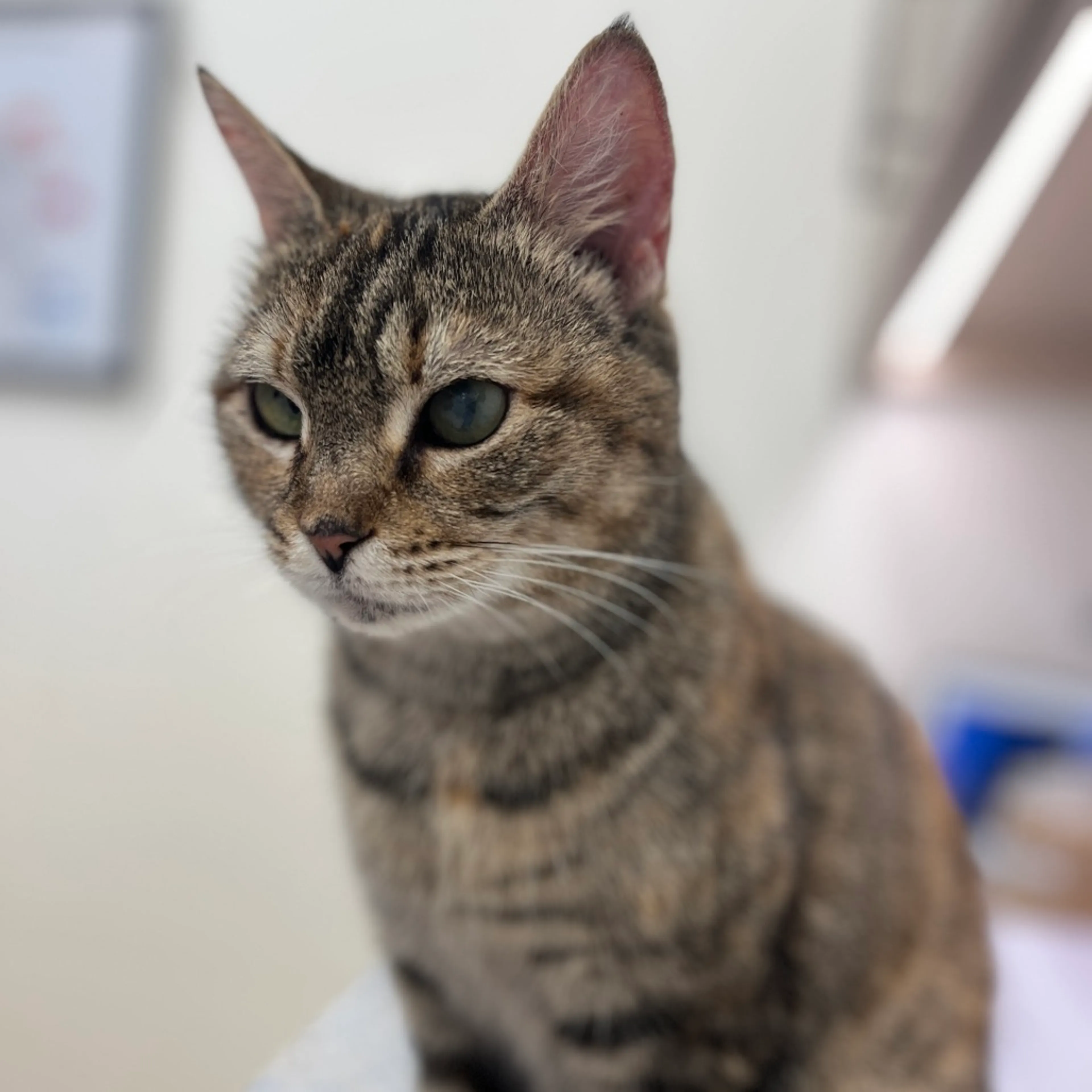 Found pet-4