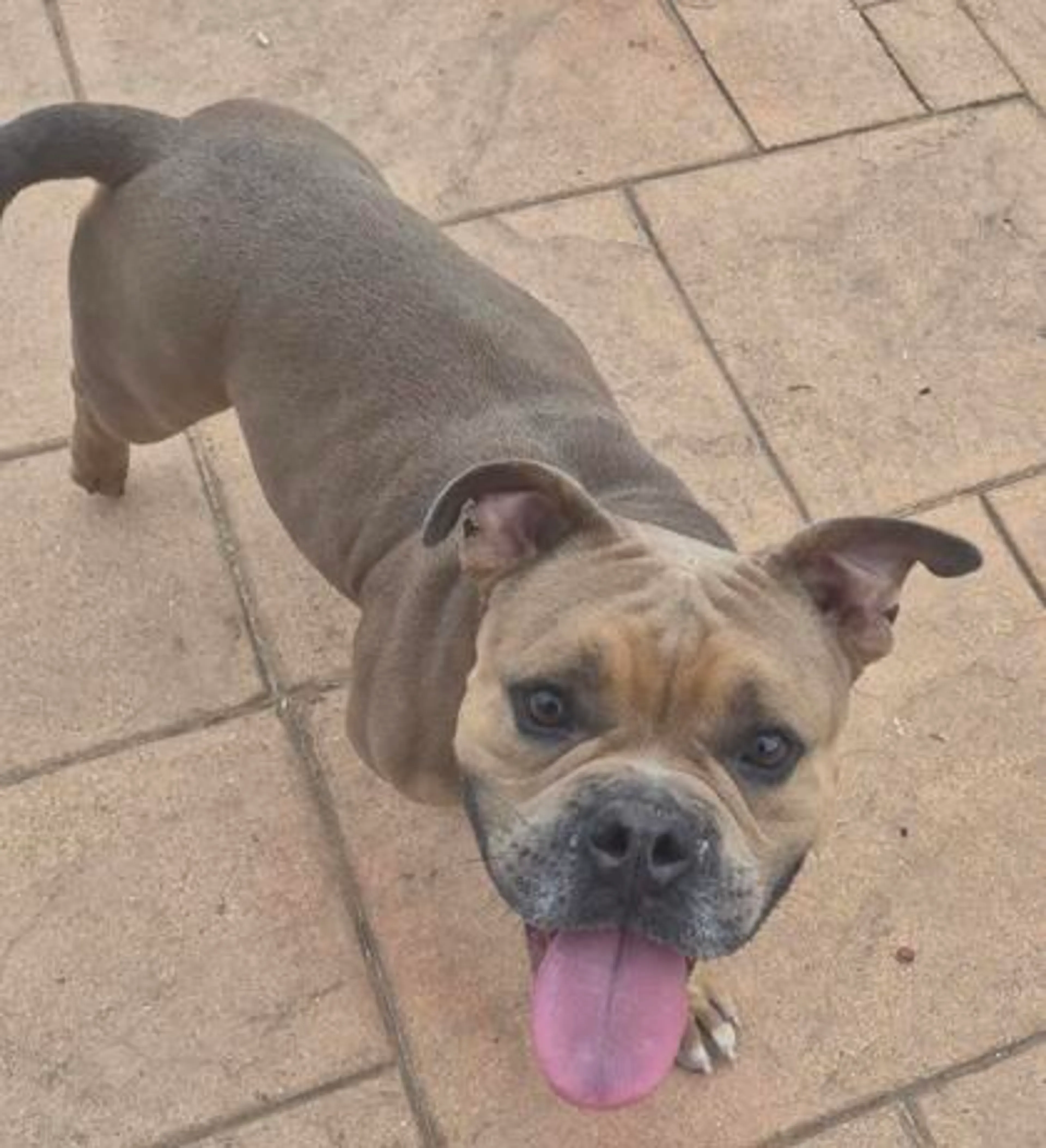 Found pet-1