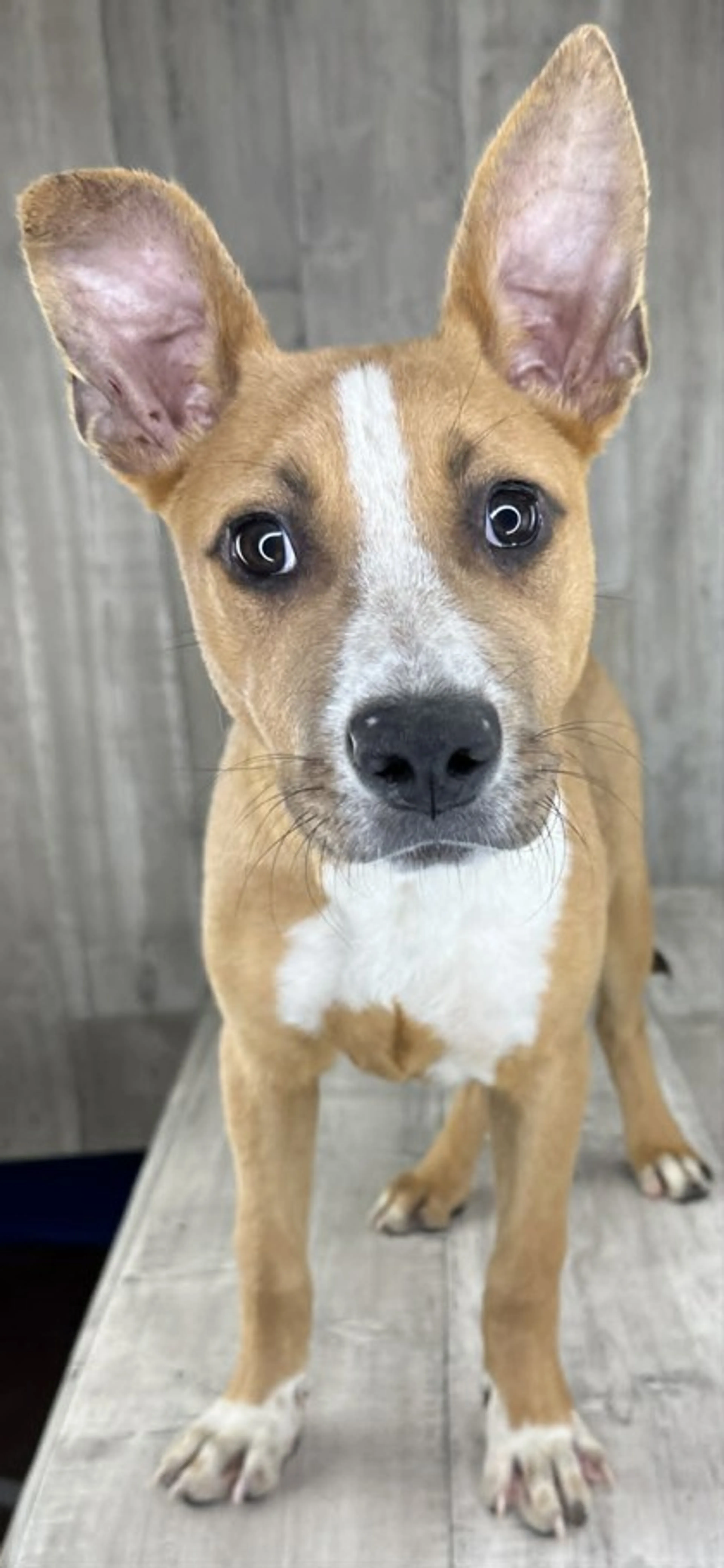 Found pet-2