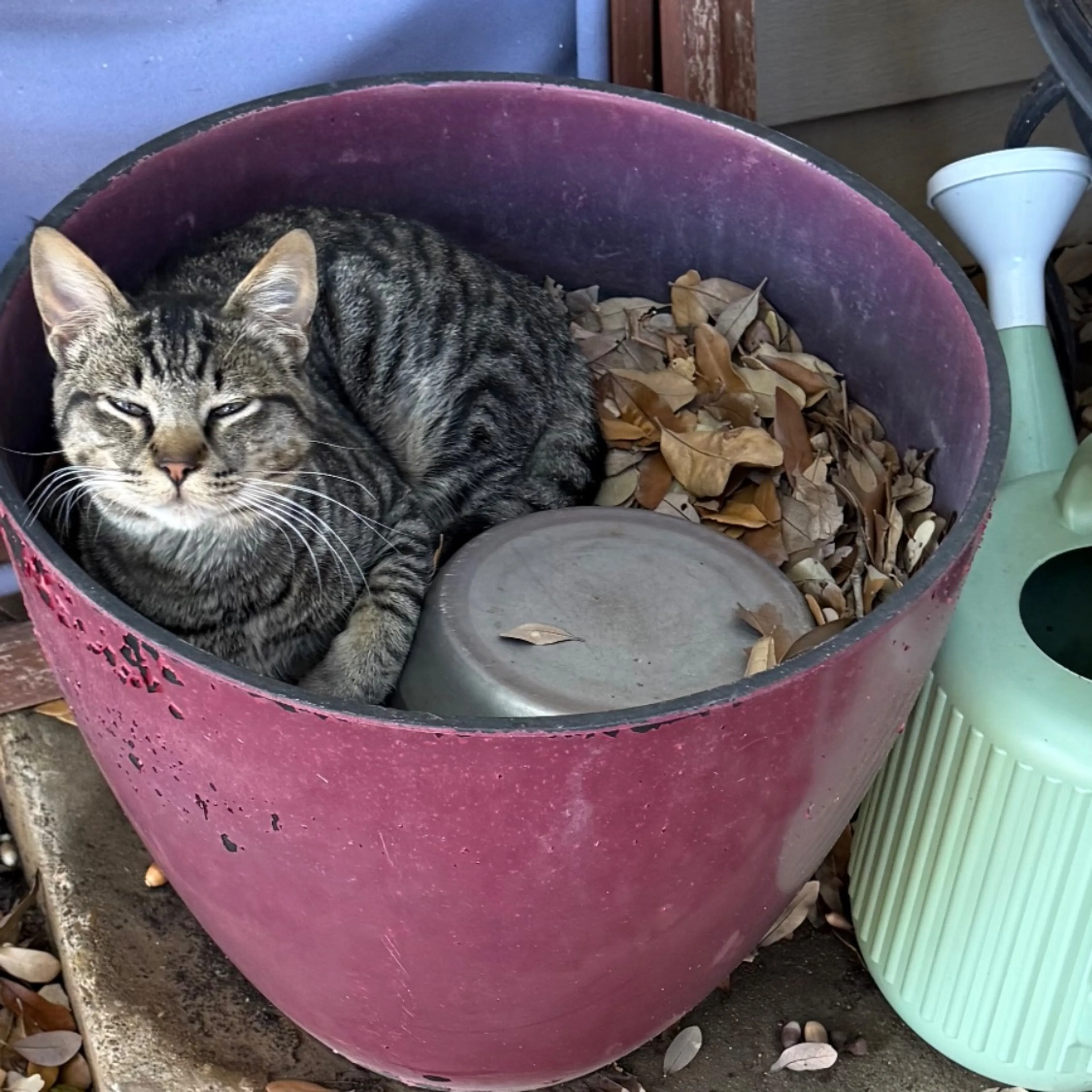 Lost pet