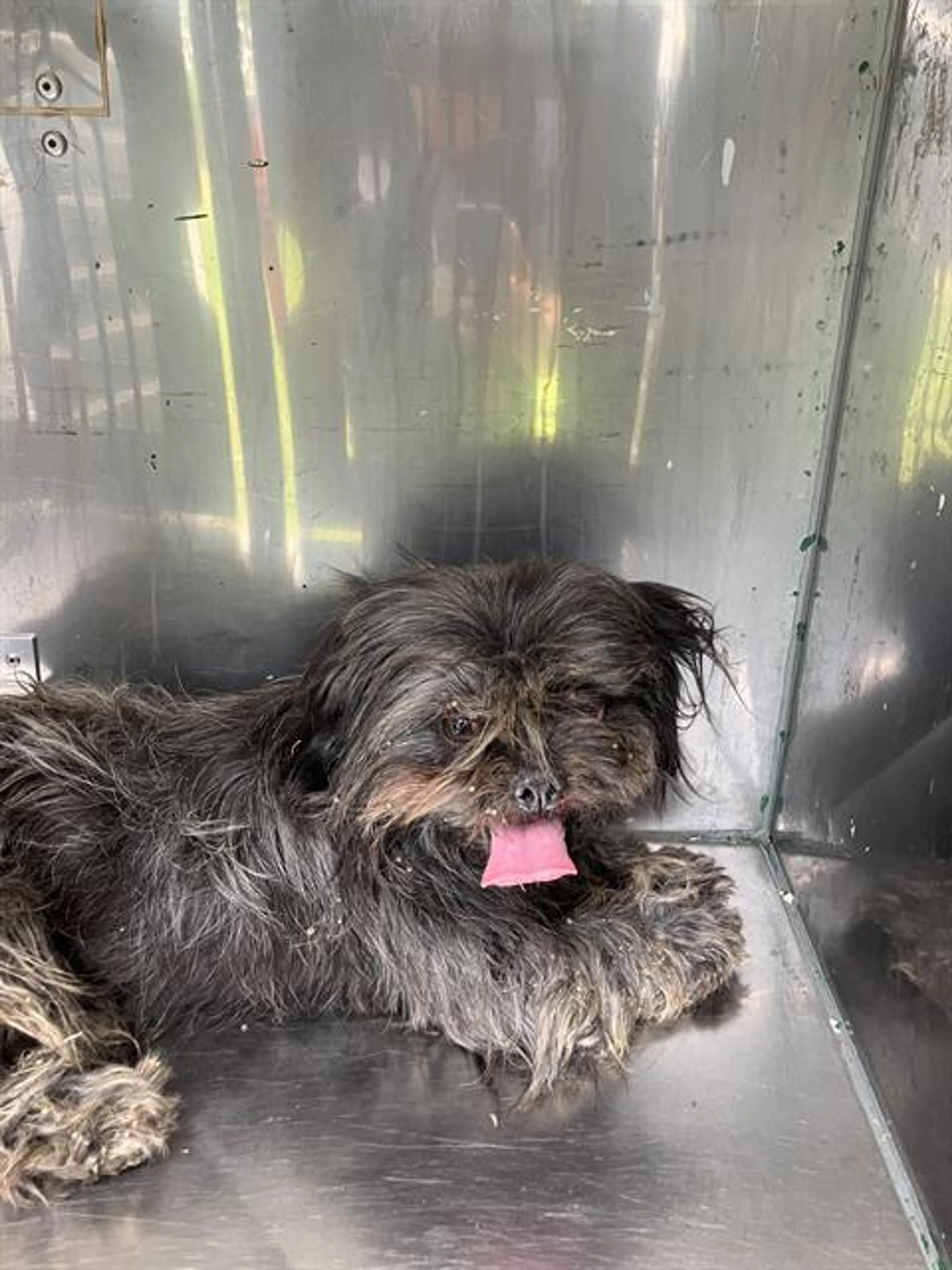 Found pet