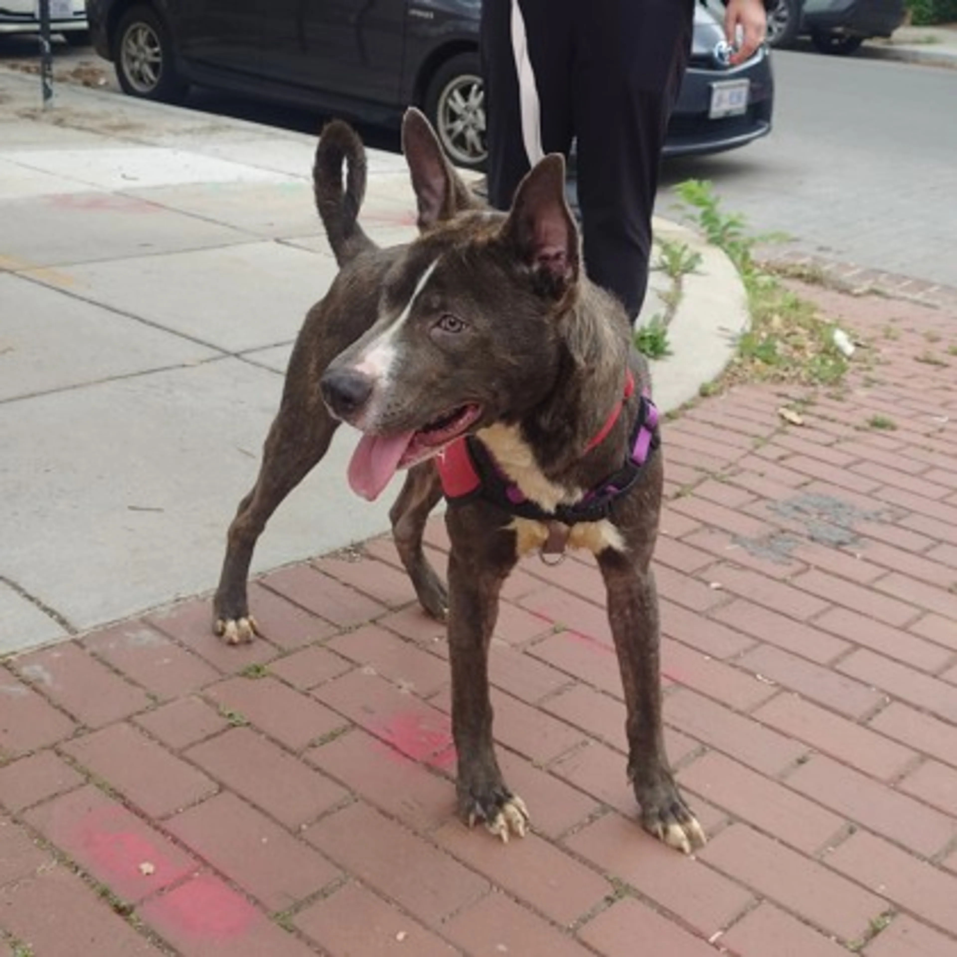 Found pet-2
