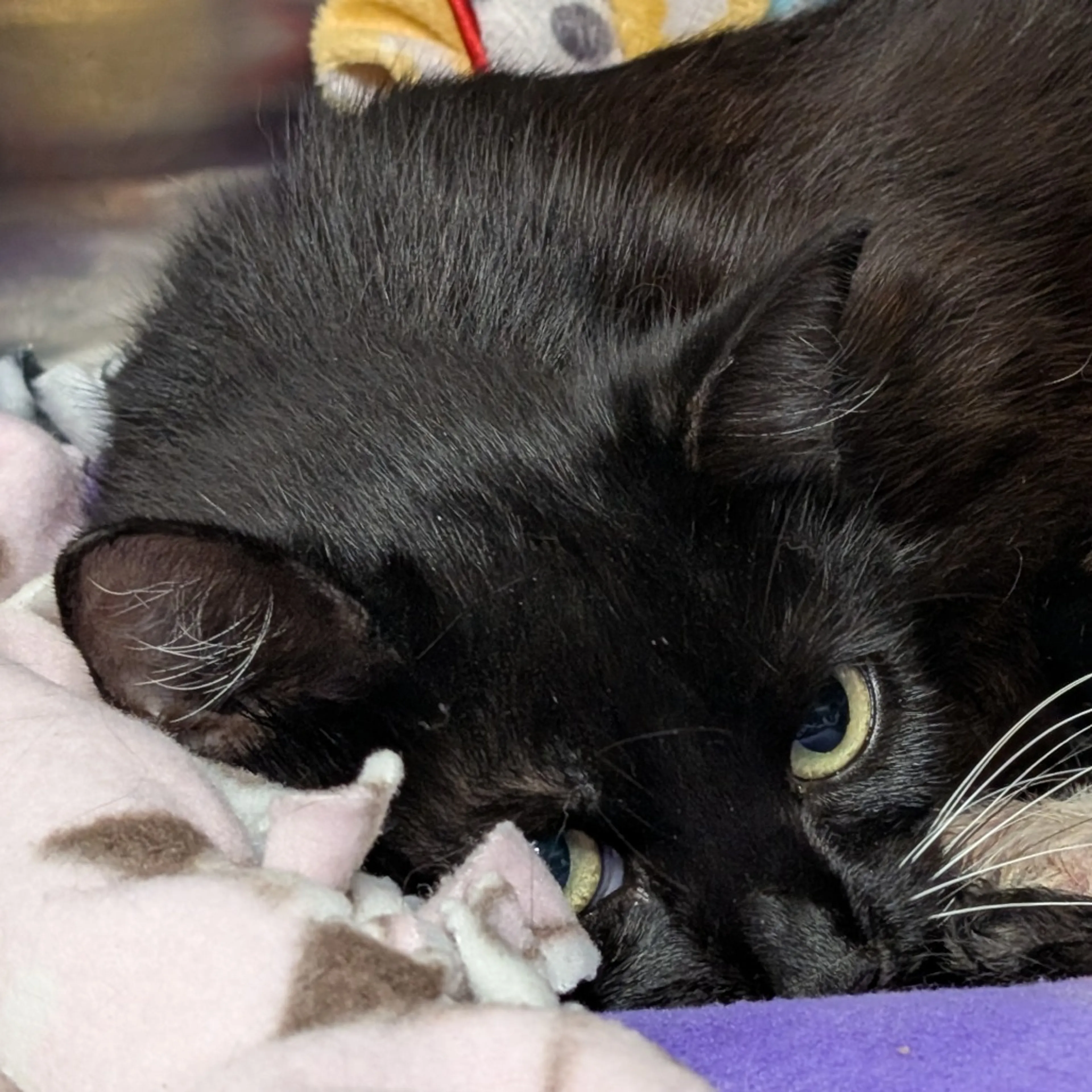 Found pet-1