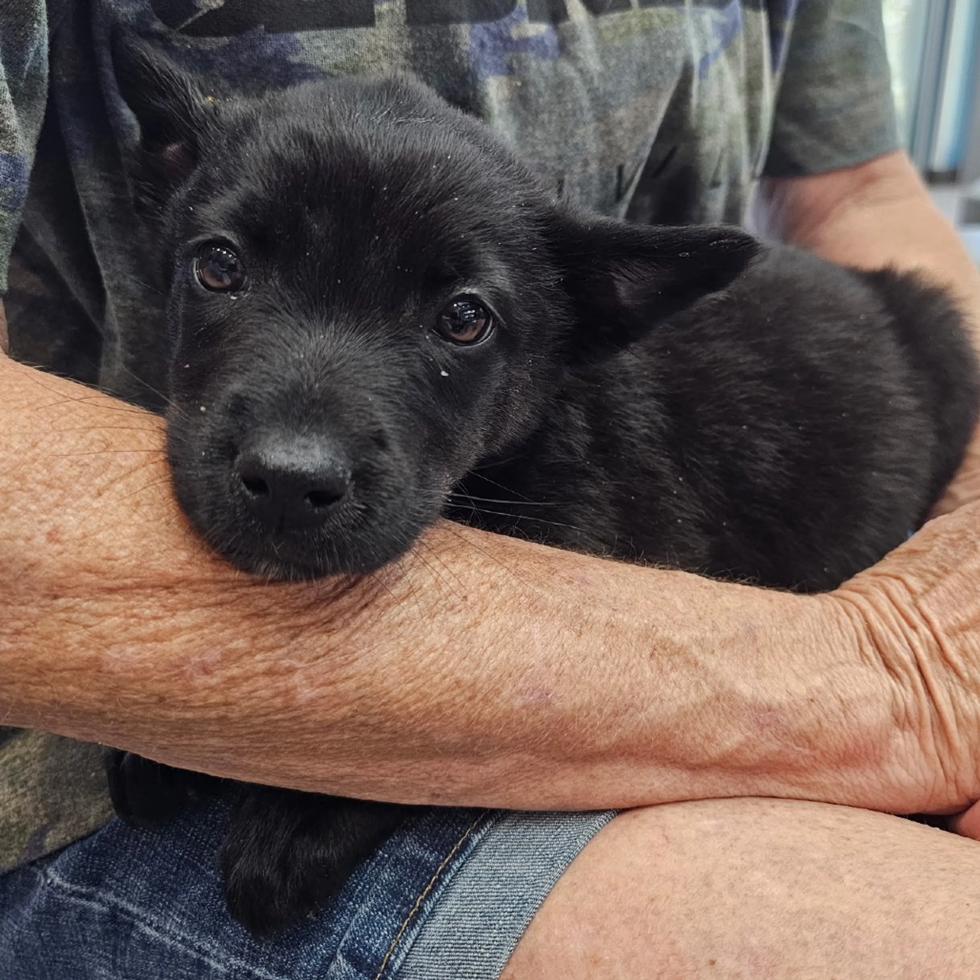 Found pet