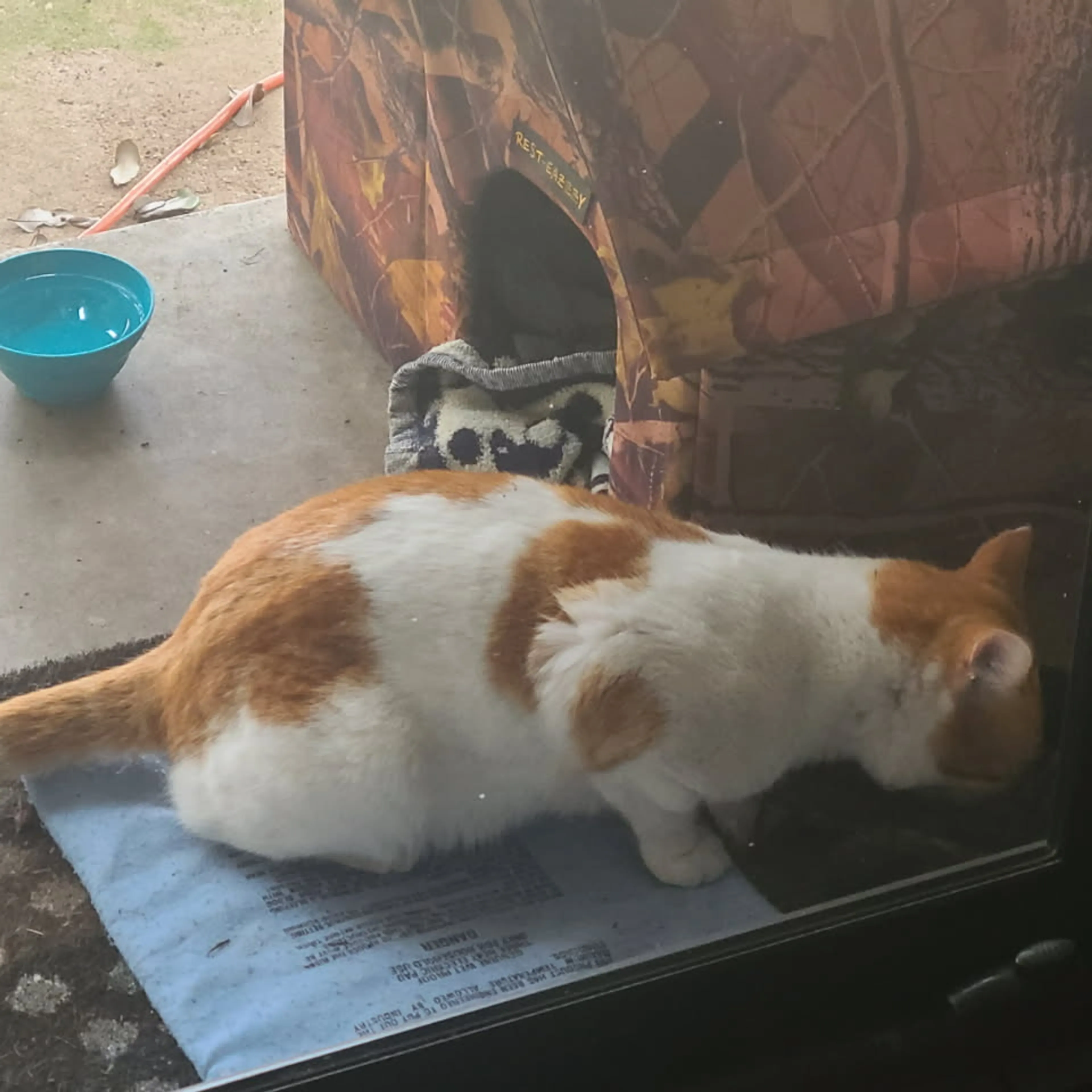 Lost pet-1