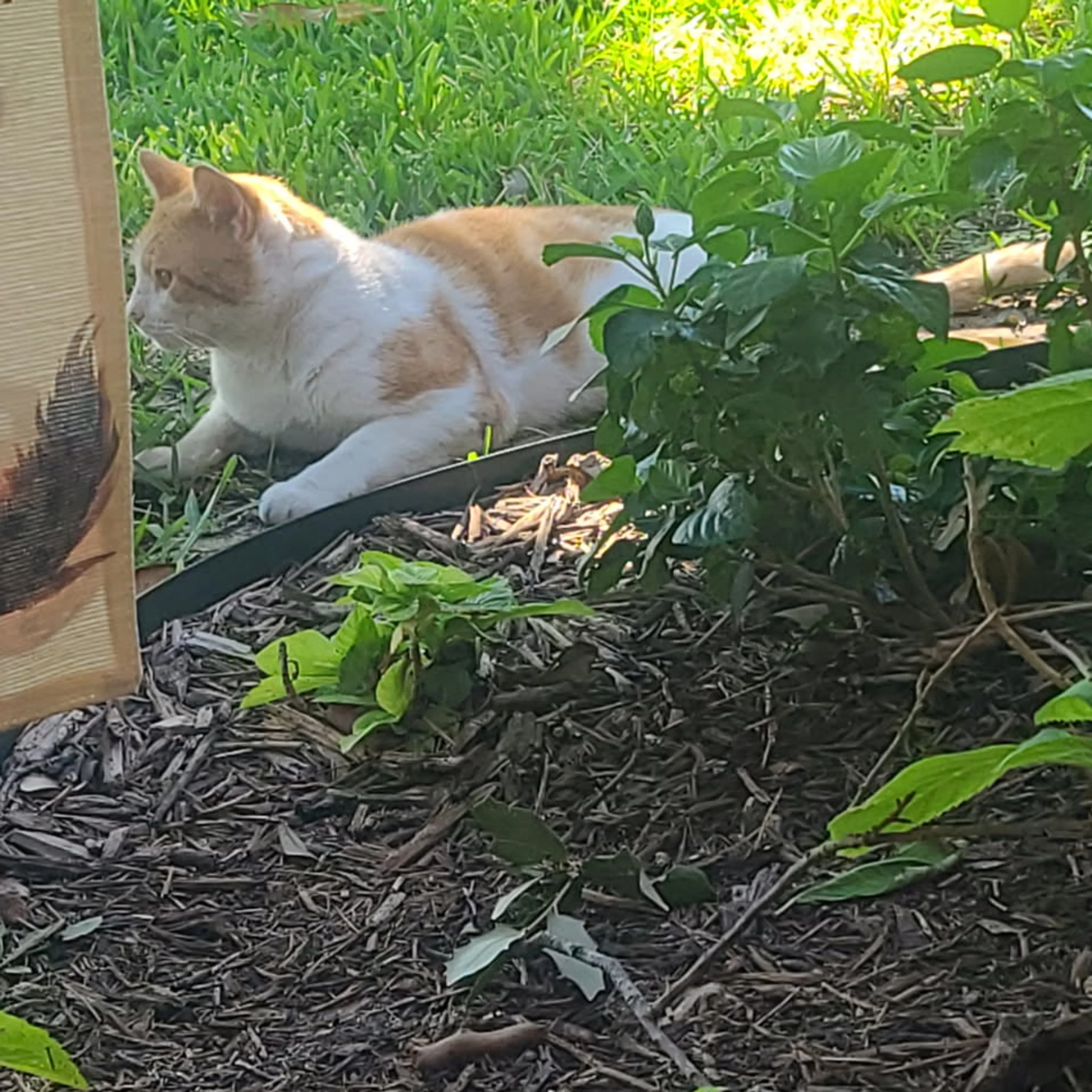 Lost pet-3