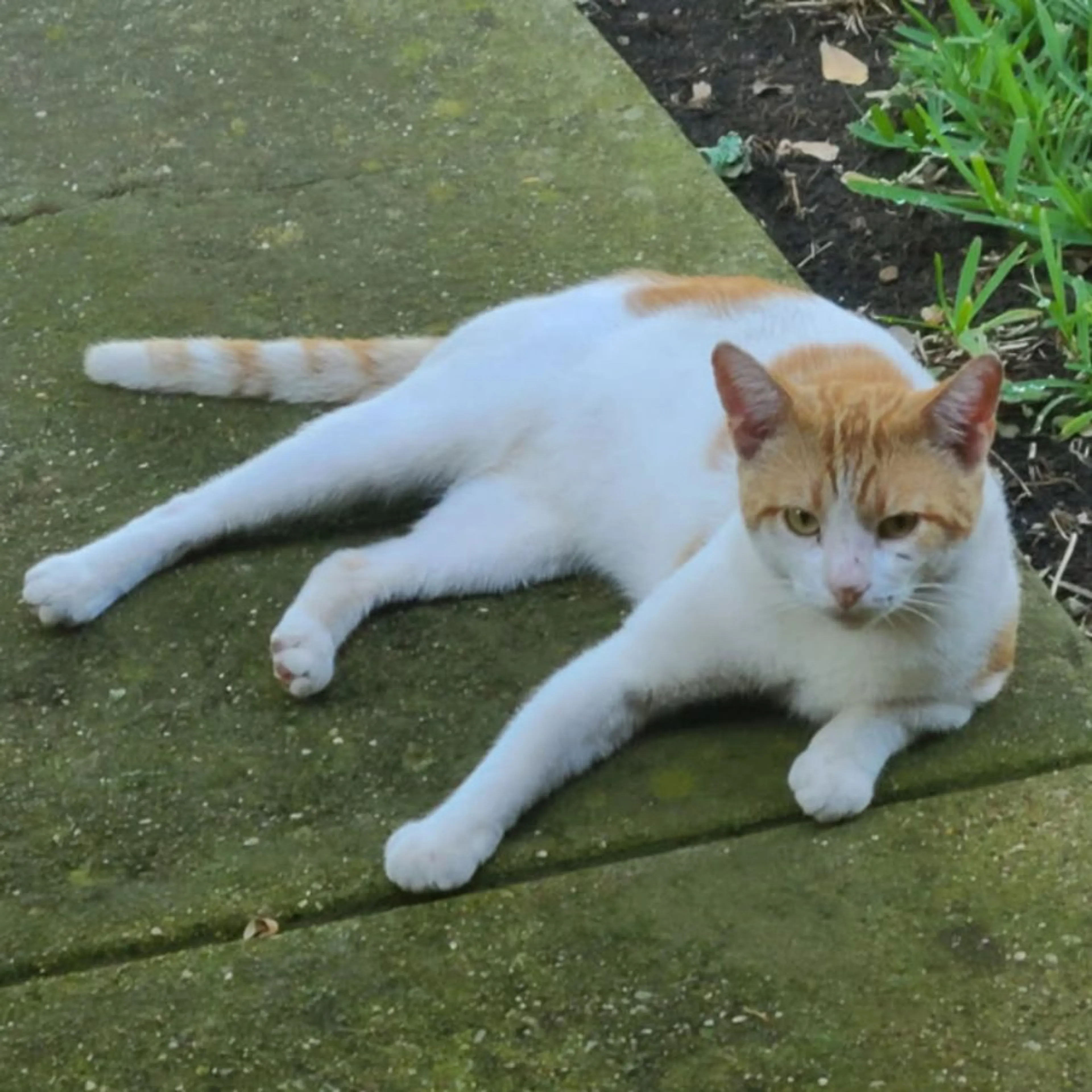 Lost pet-0