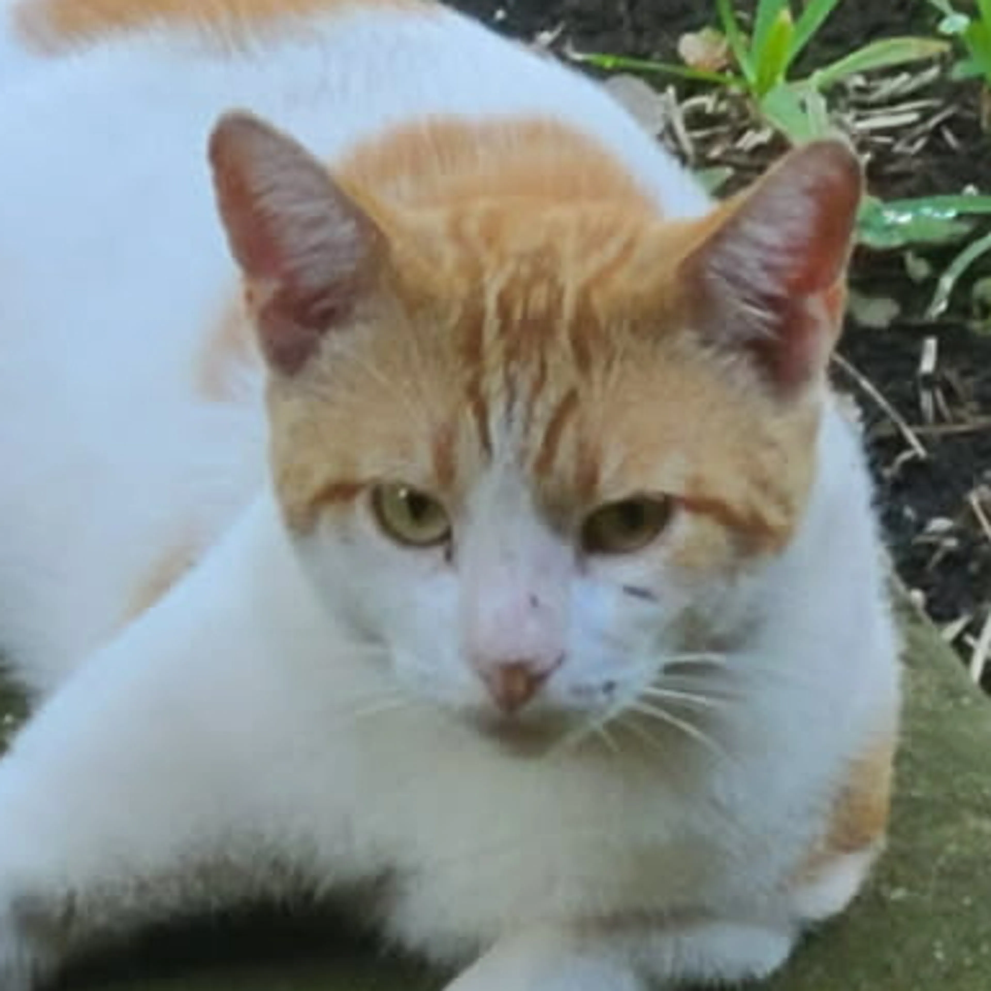 Lost pet-2