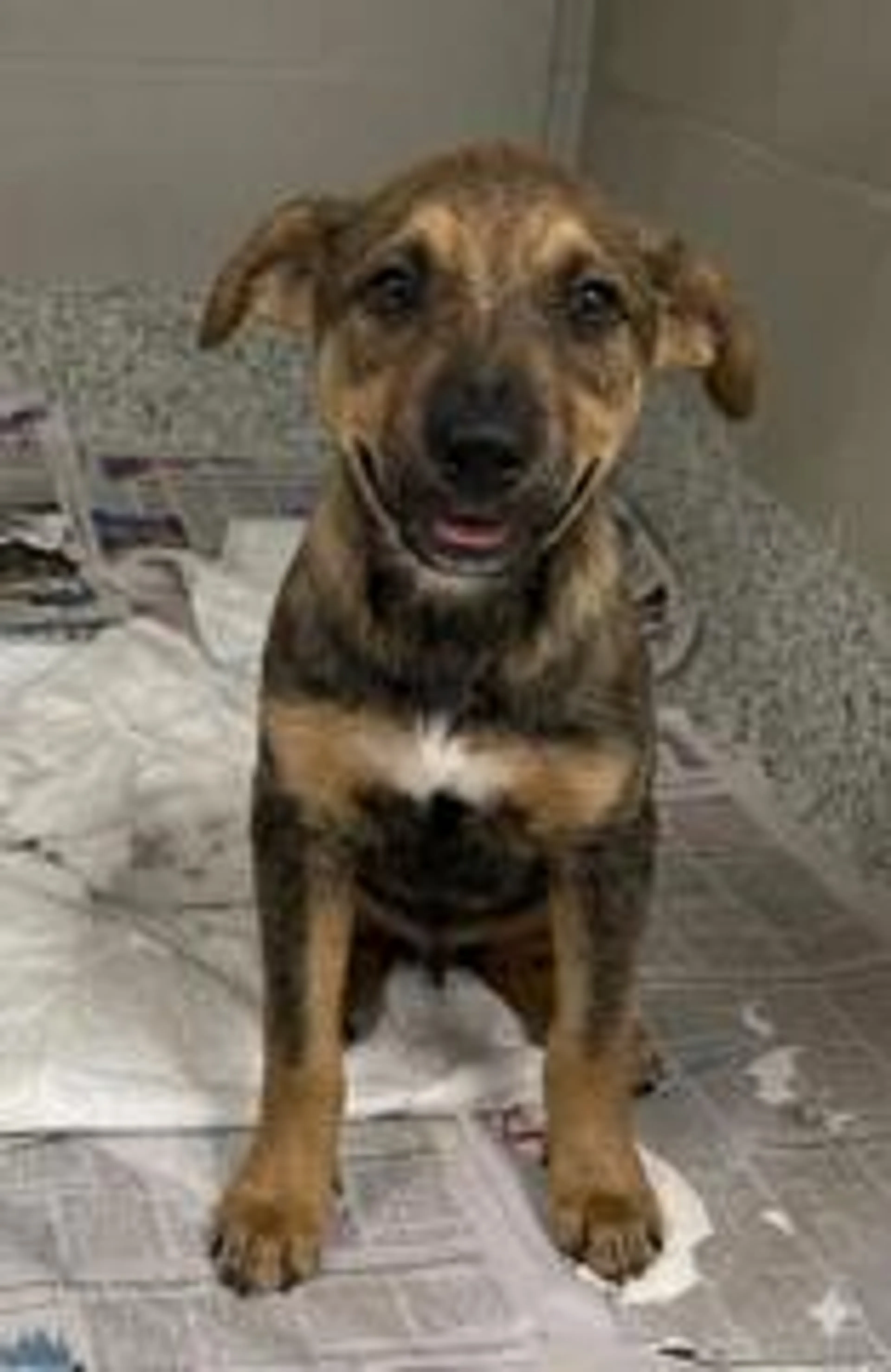 Found pet