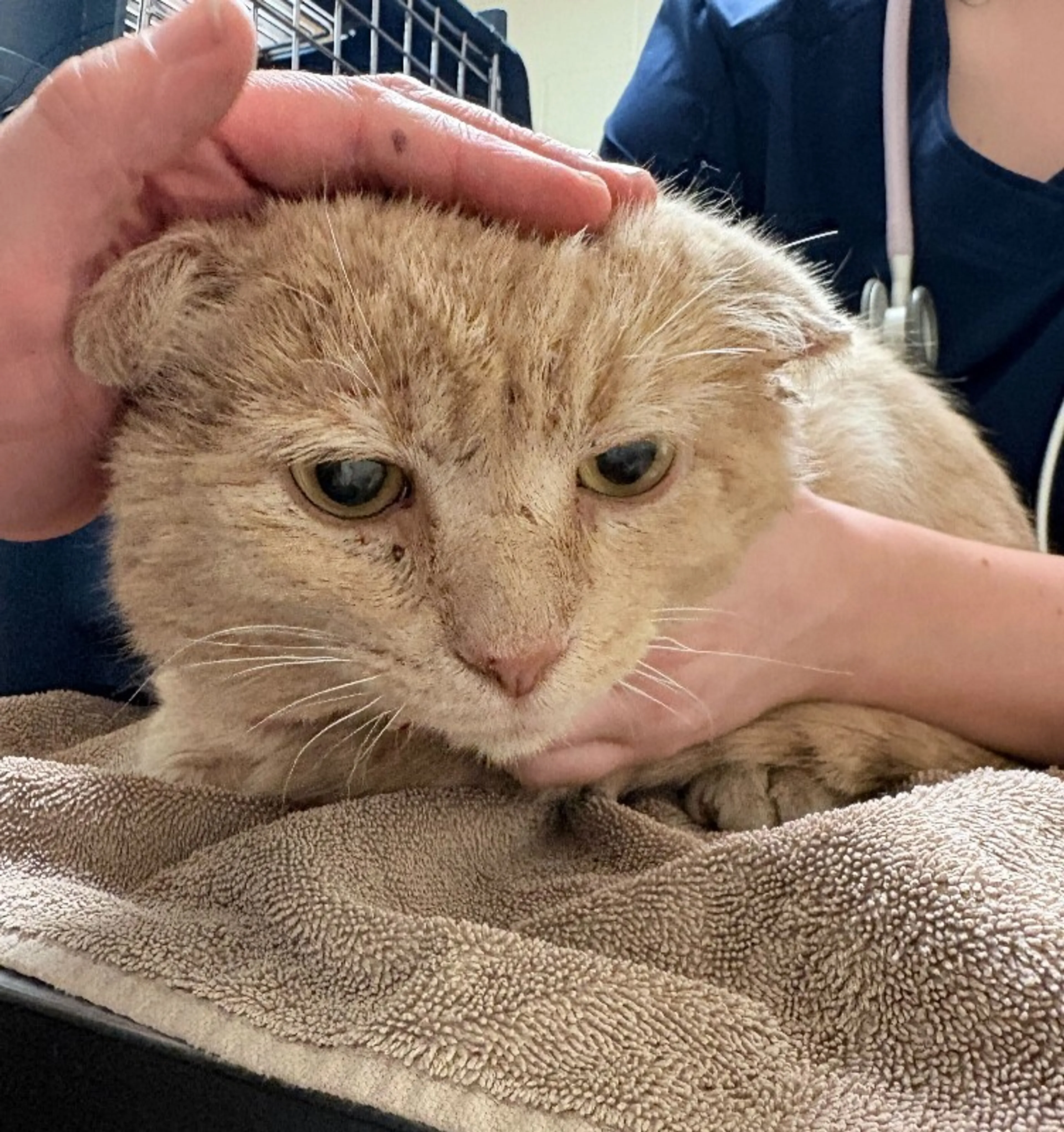 Found pet-0