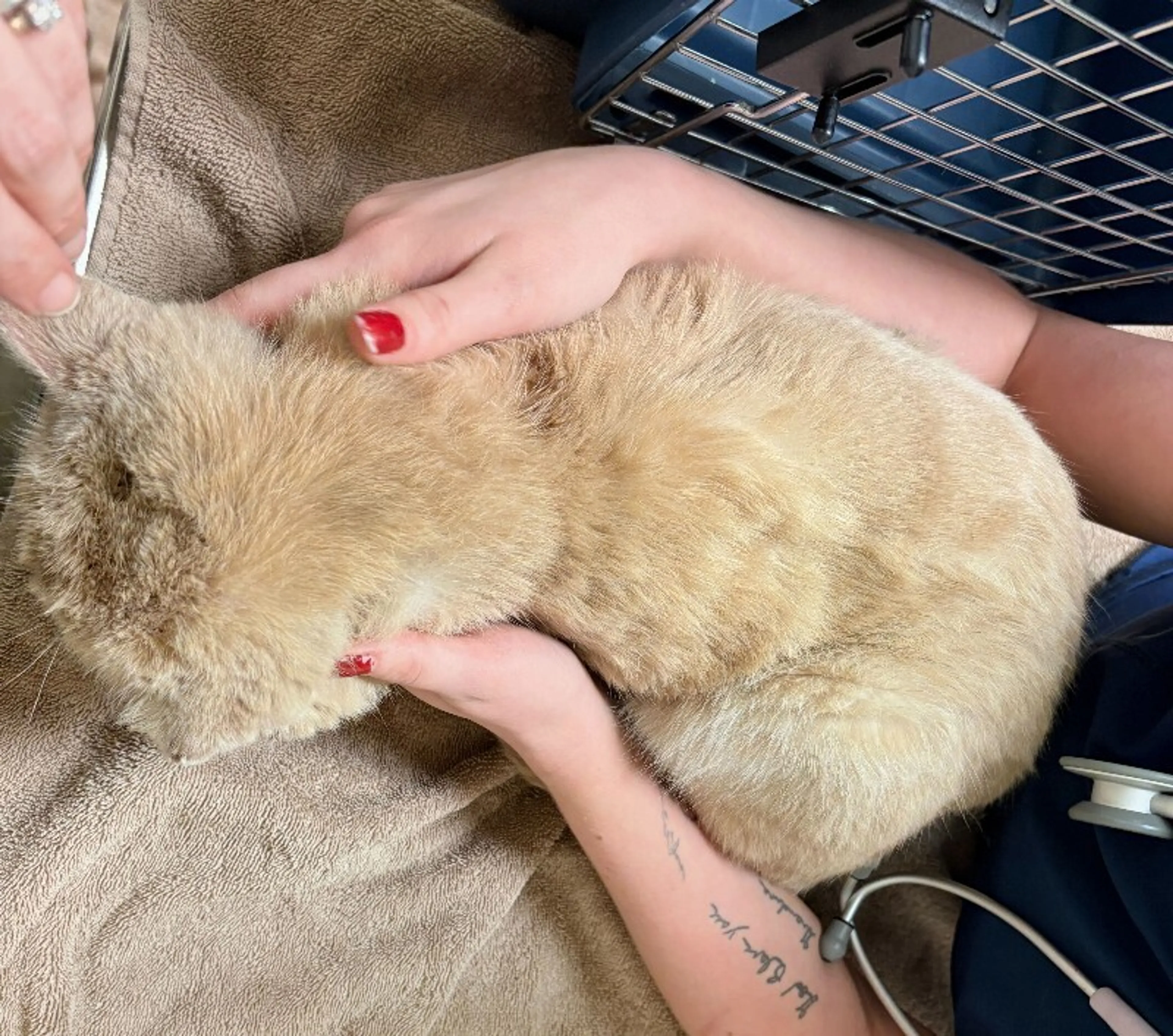 Found pet-1