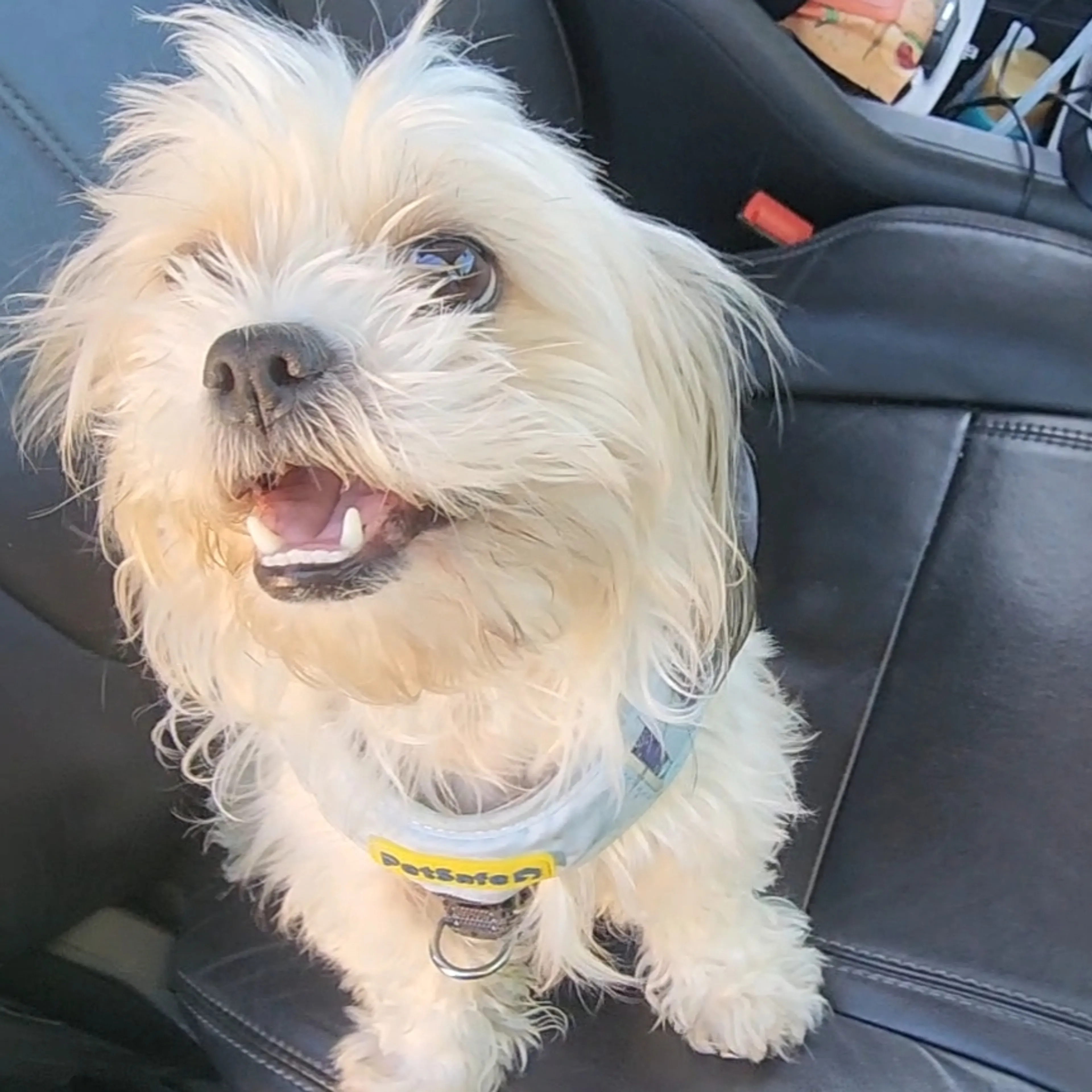 Lost pet-1