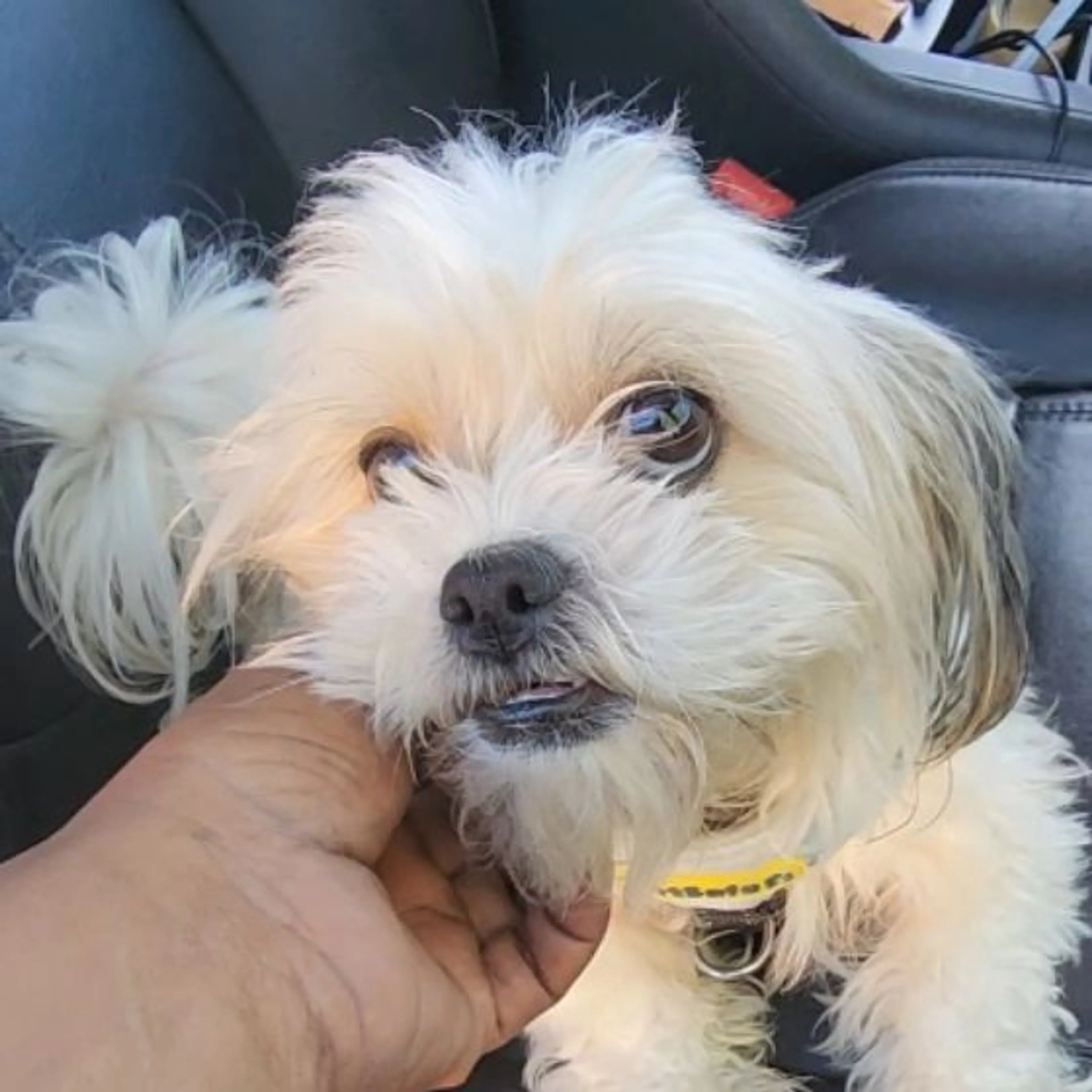 Lost pet-0