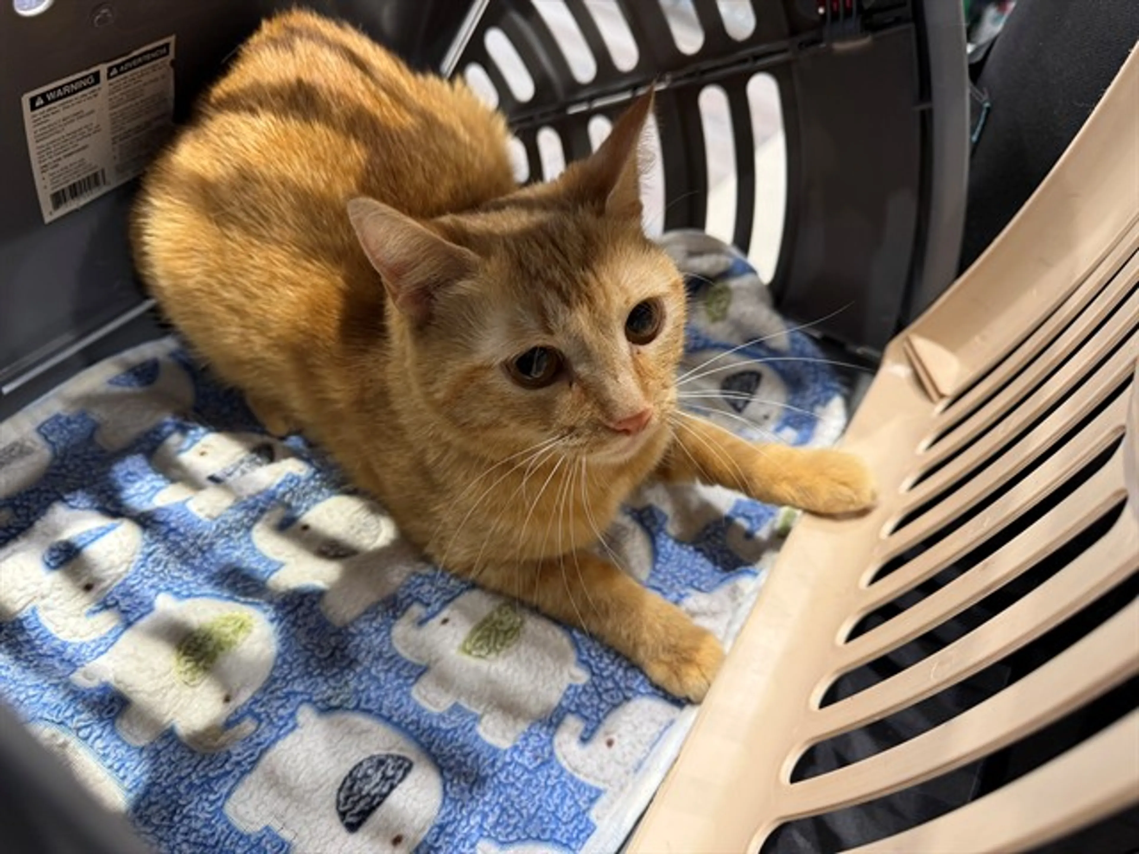 Found pet