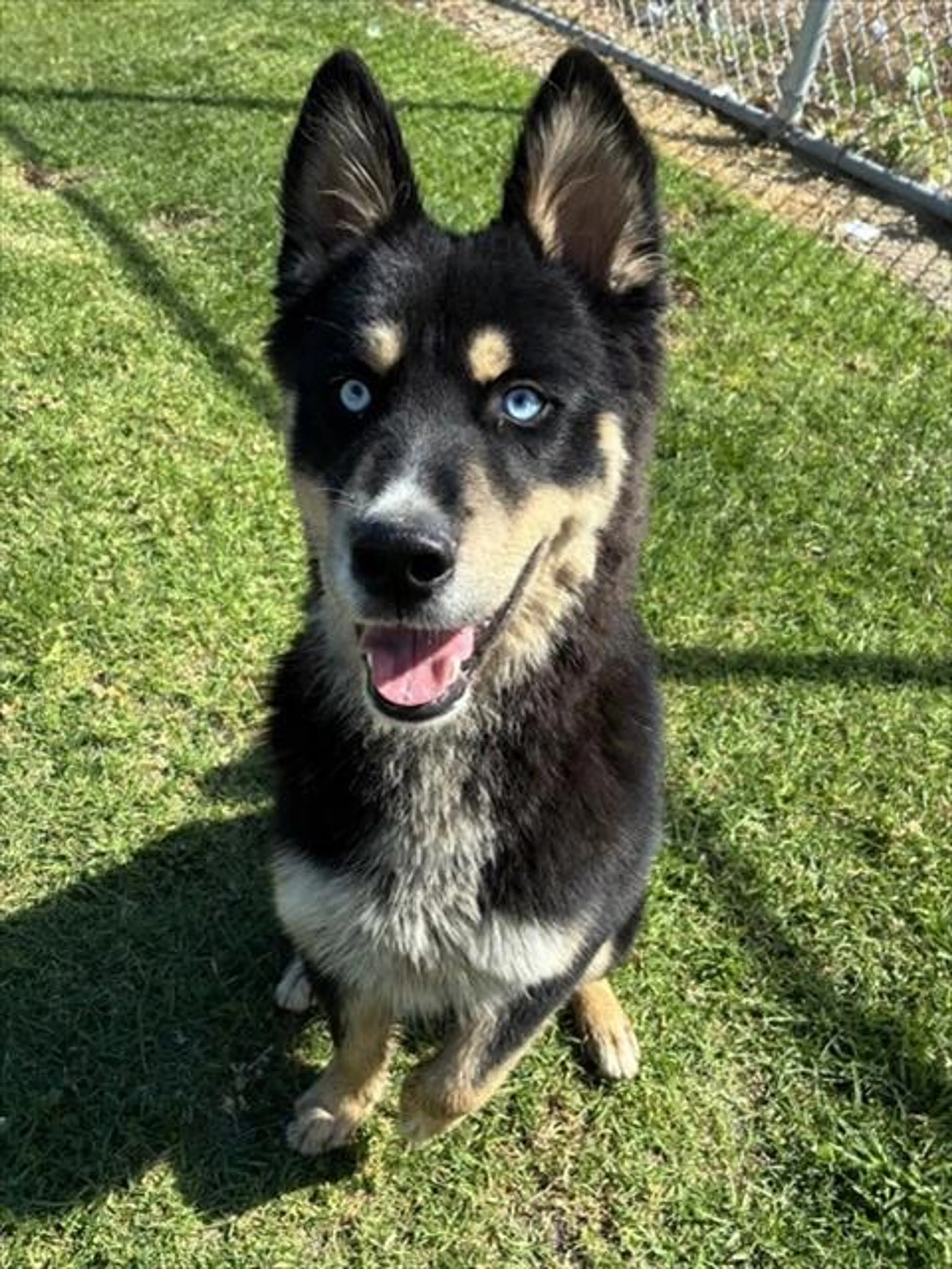 Found pet