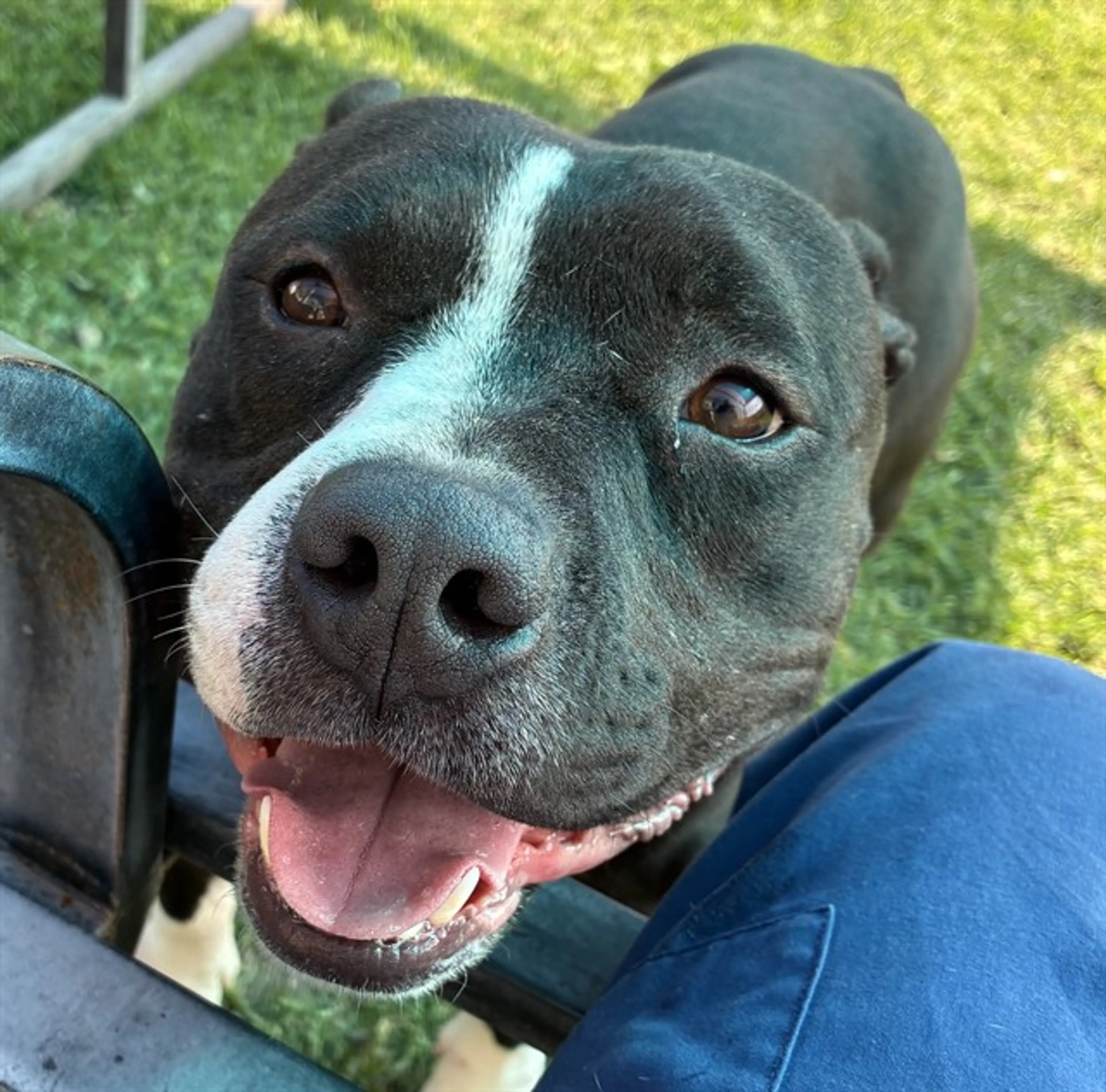 Found pet