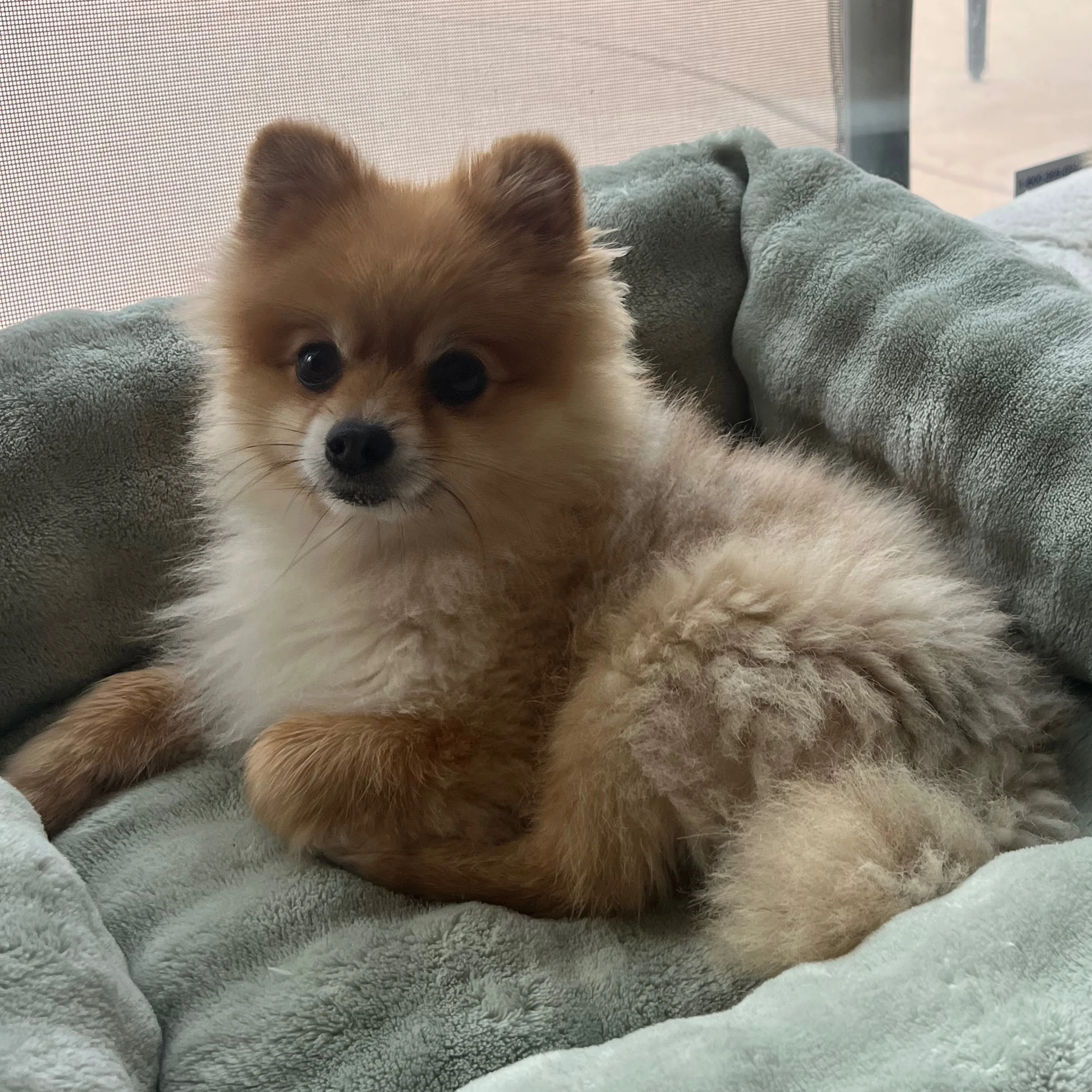Lost pet-1