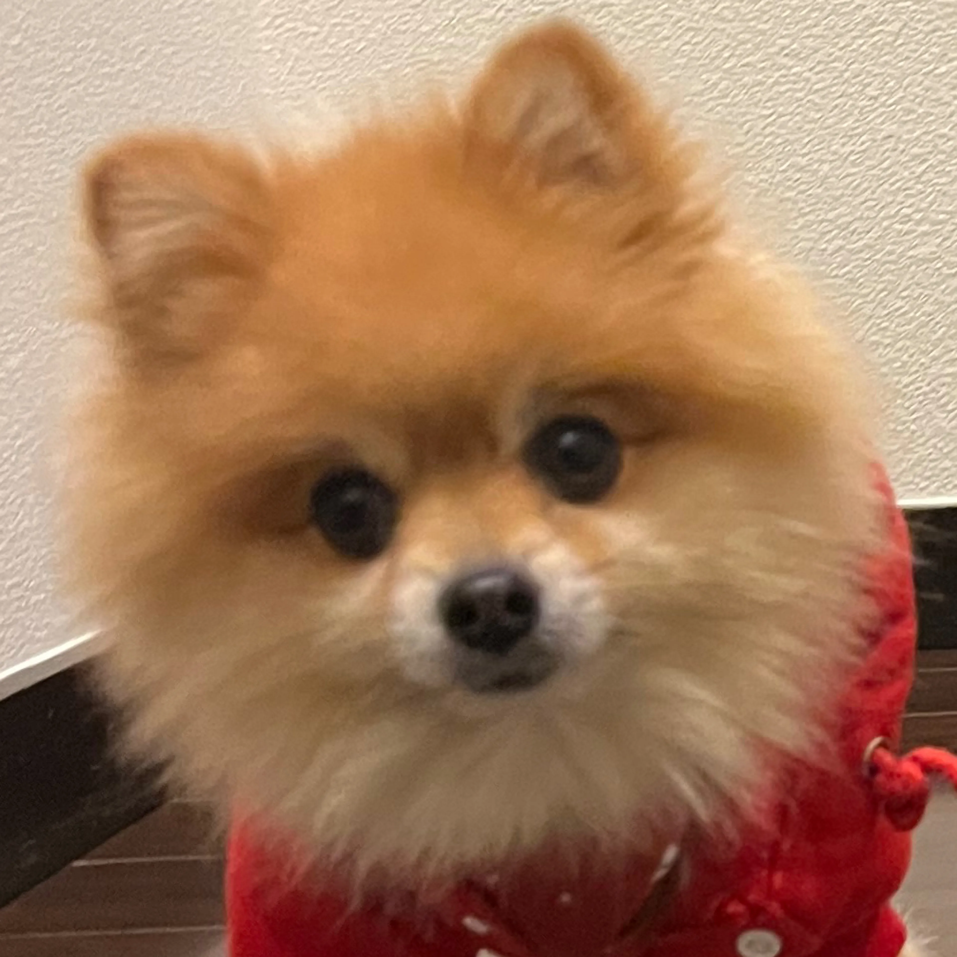 Lost pet-2