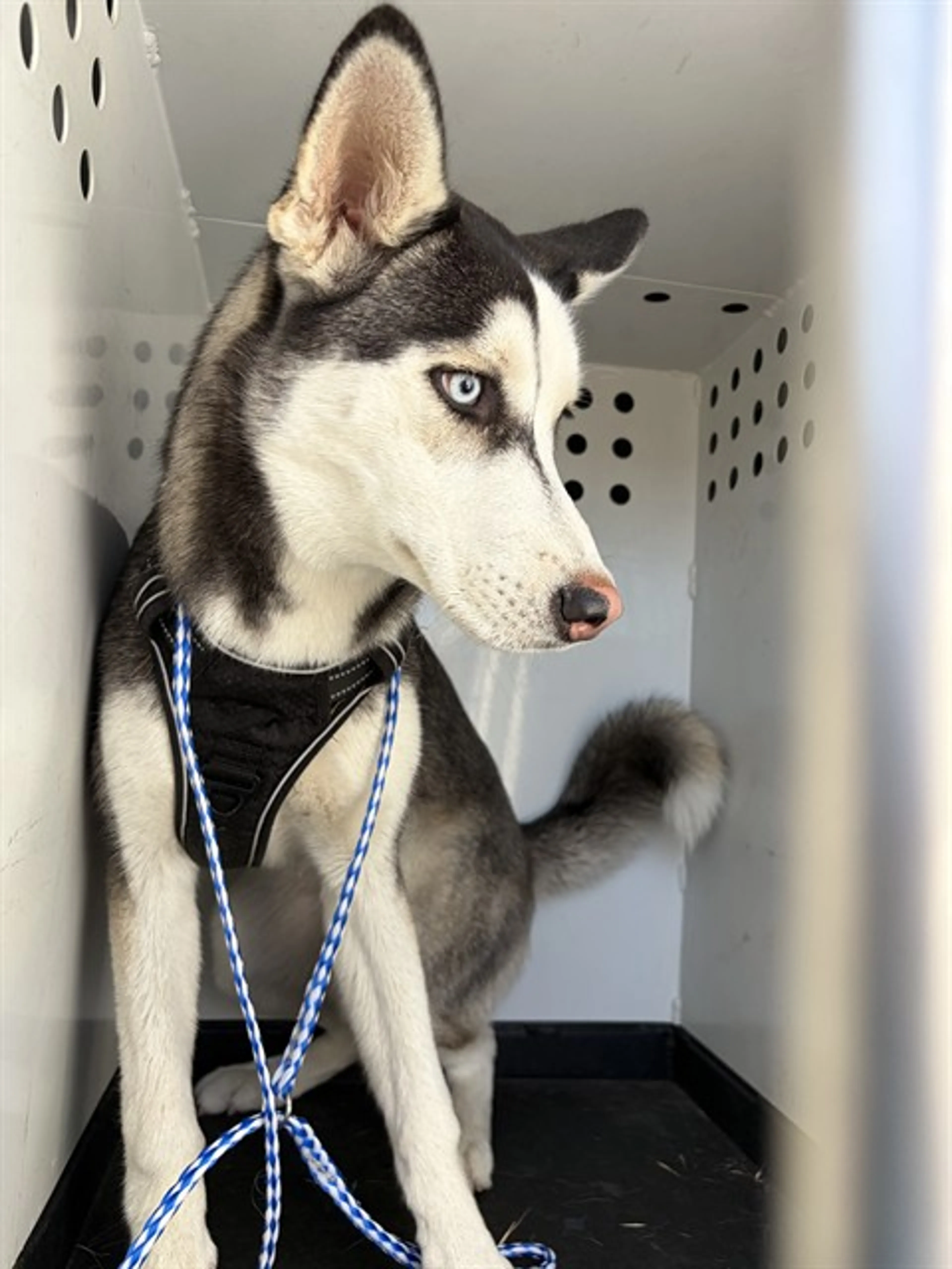 Found pet