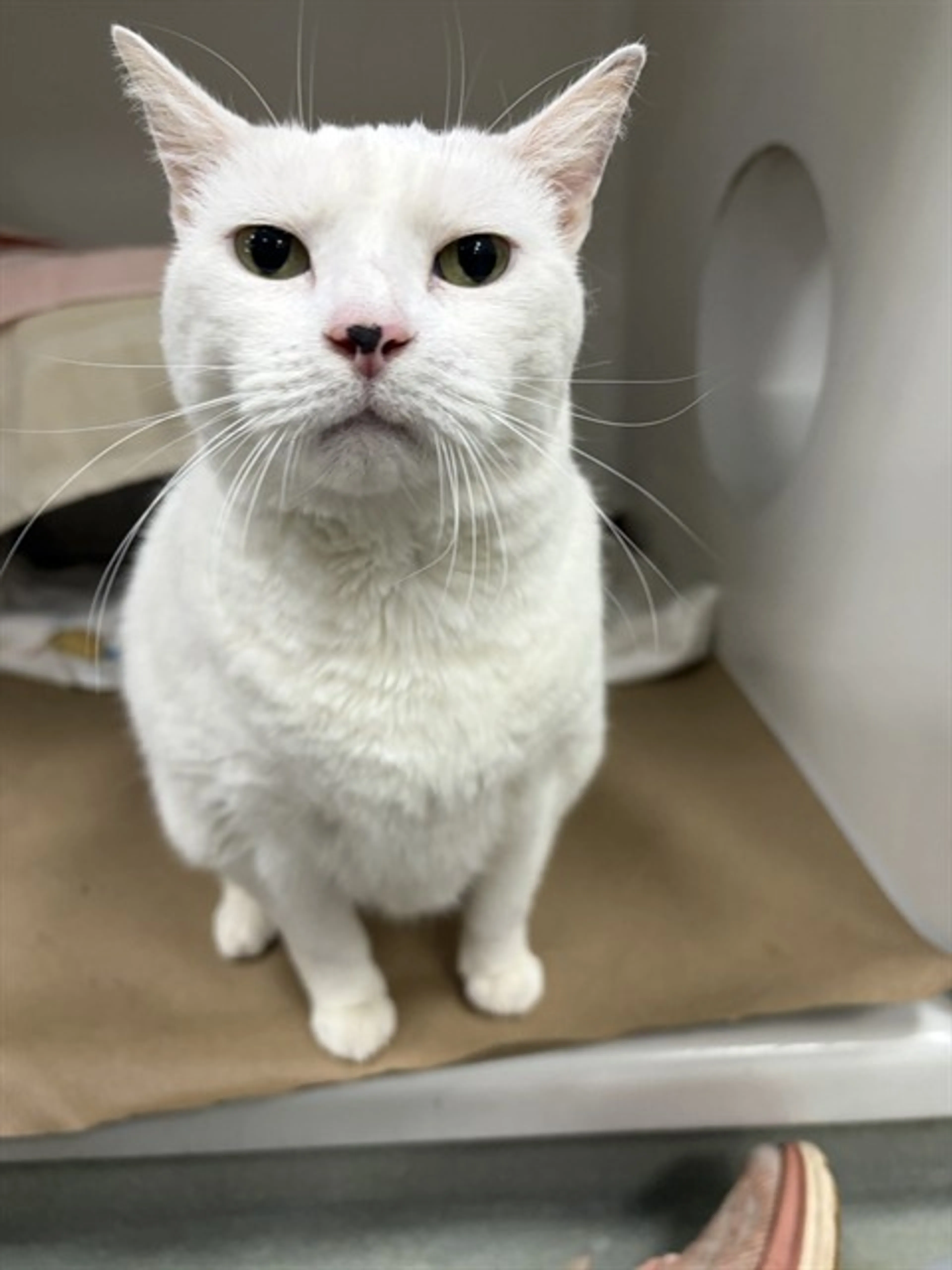 Found pet