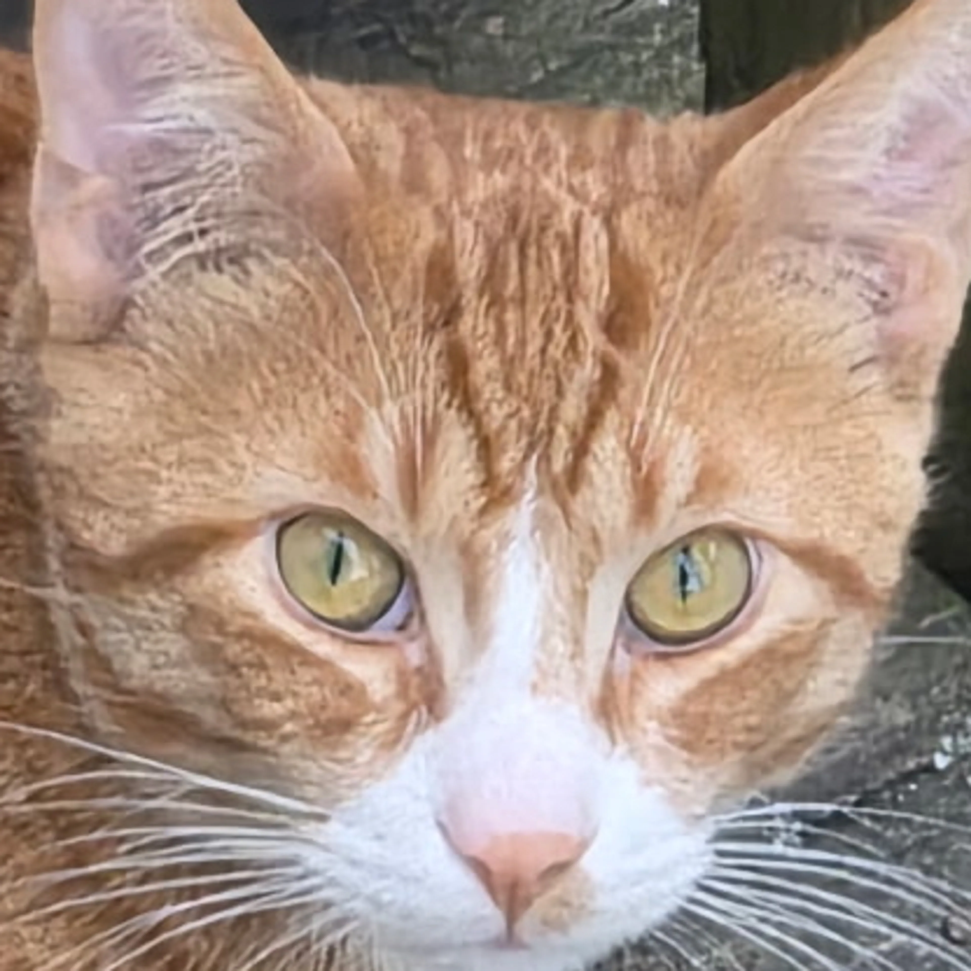 Lost pet-2