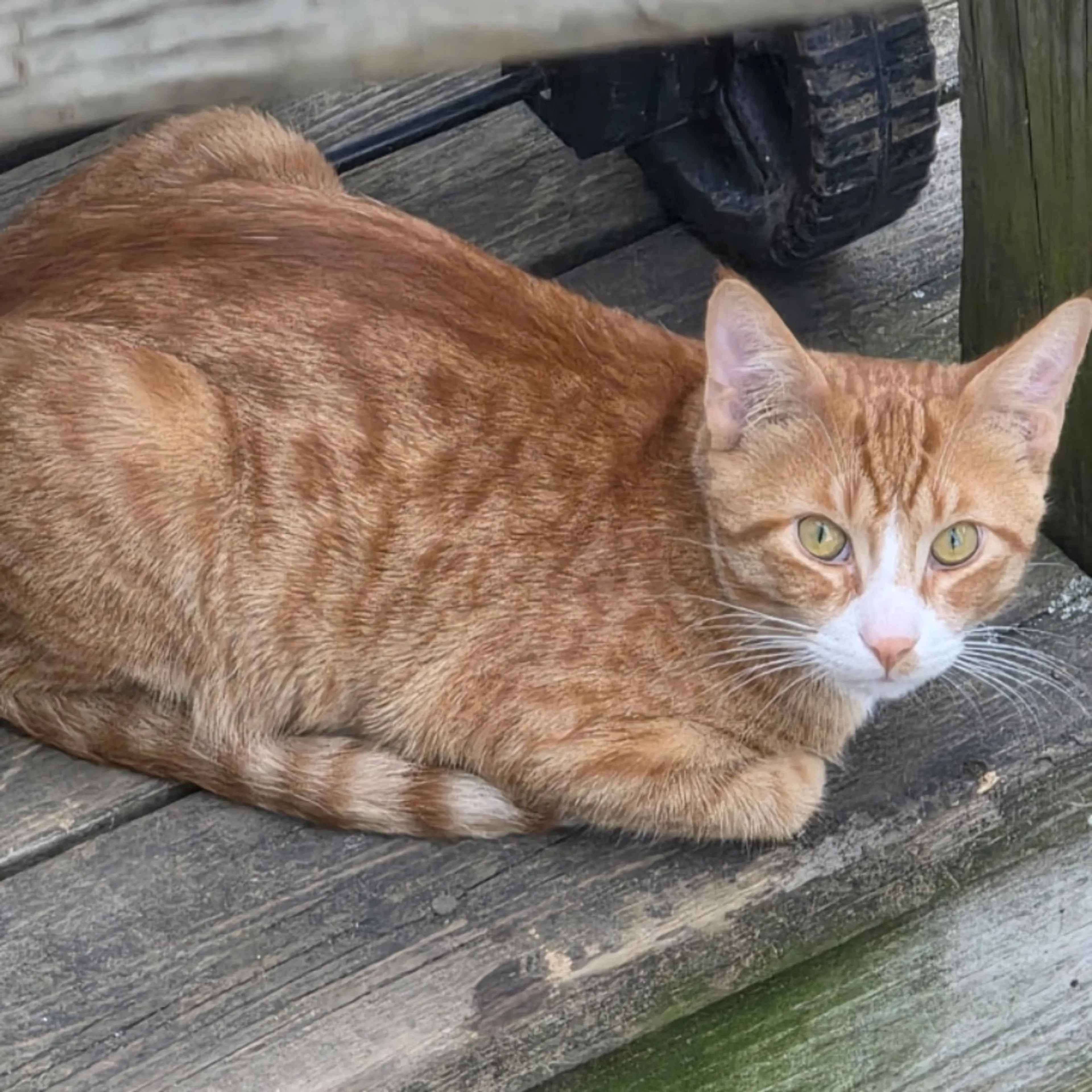 Lost pet-0