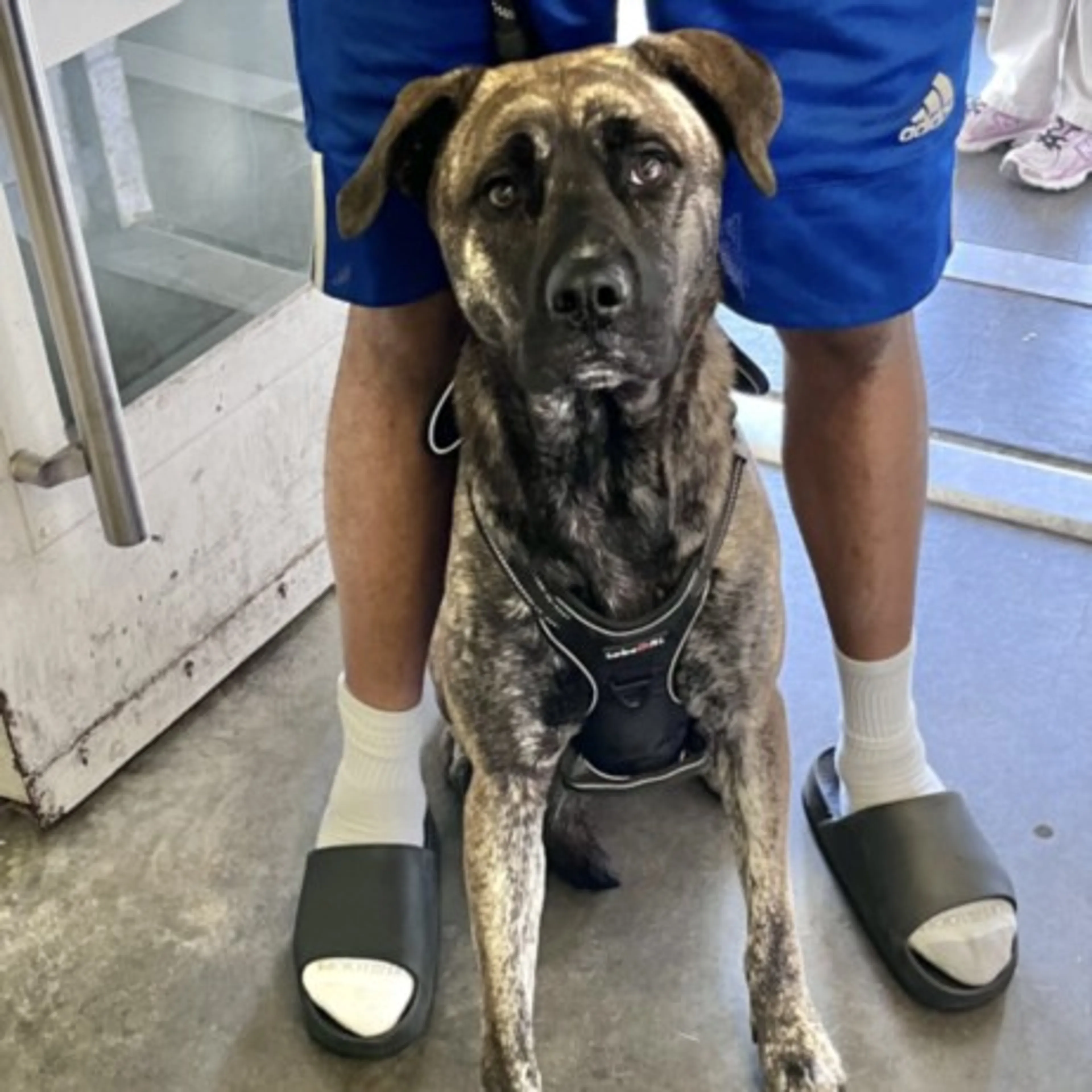 Found pet