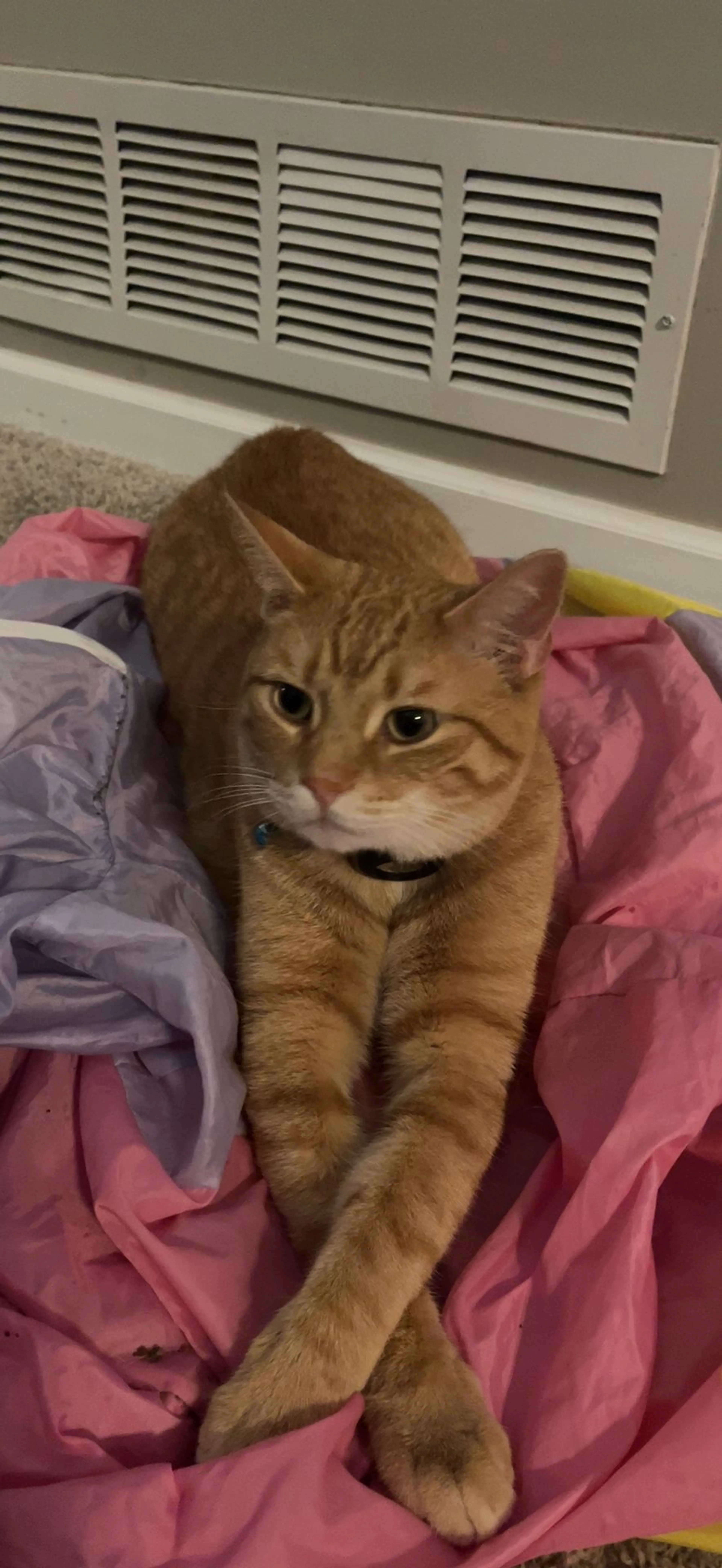 Lost pet-1