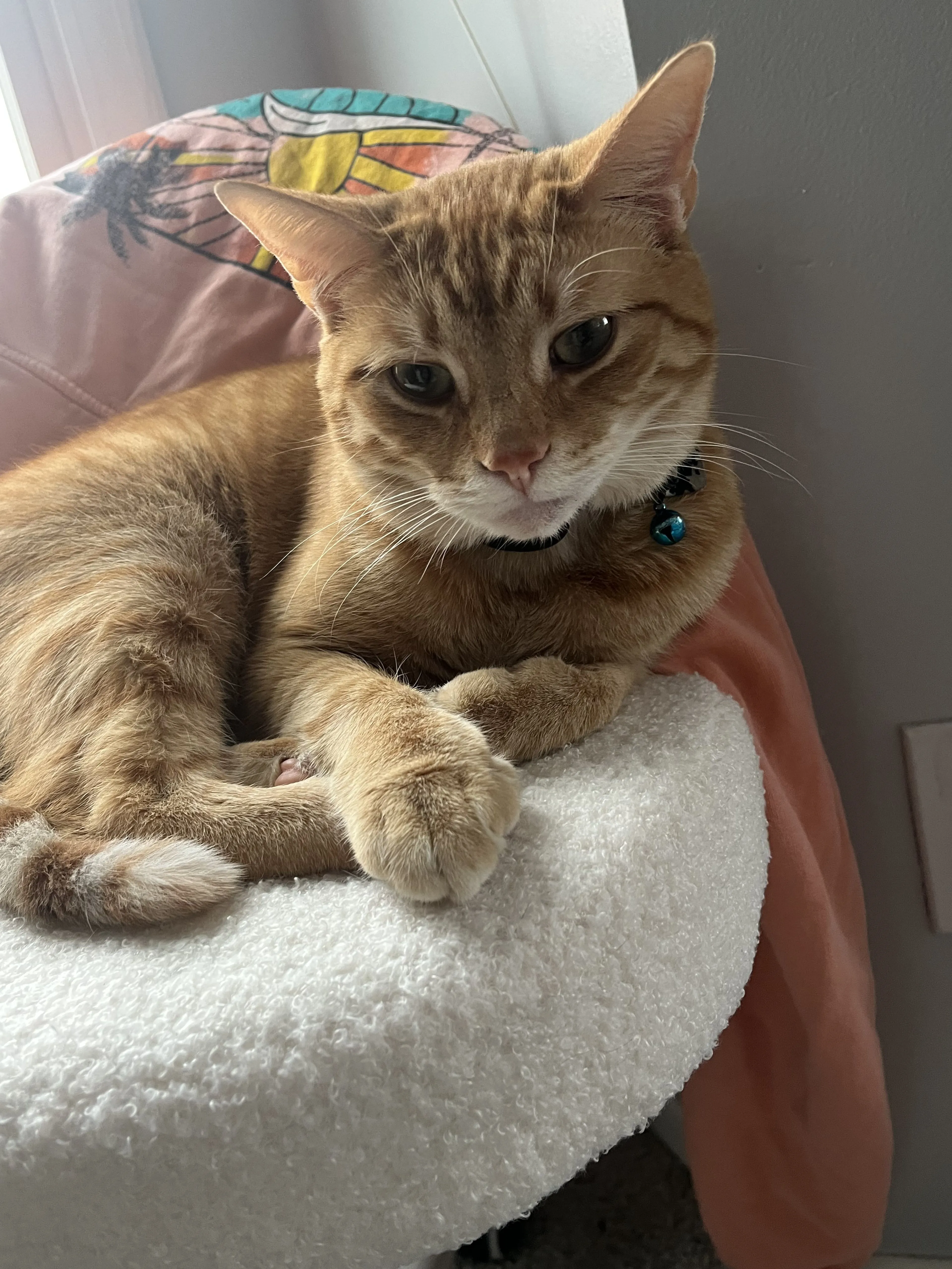 Lost pet-2