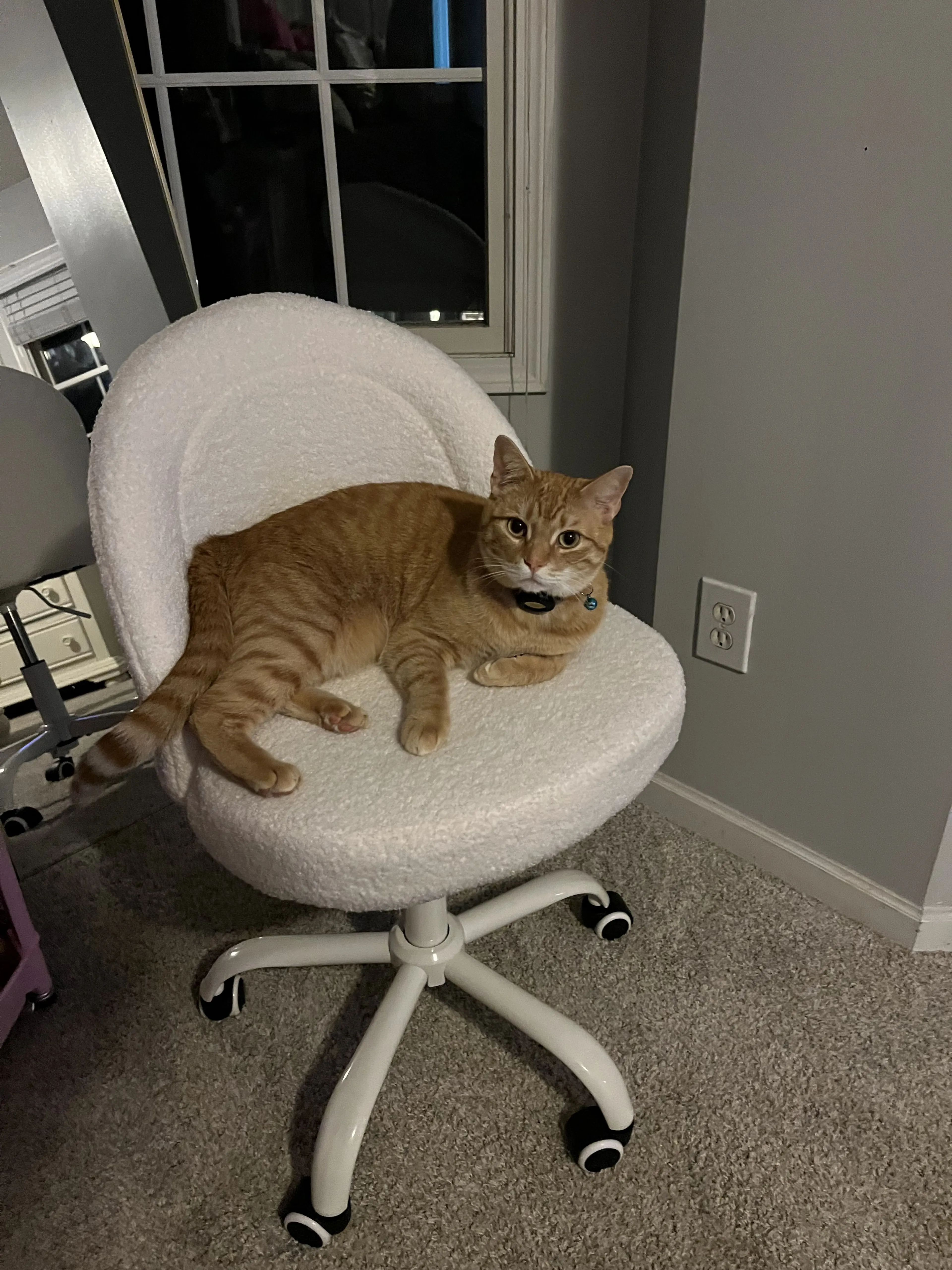 Lost pet-3