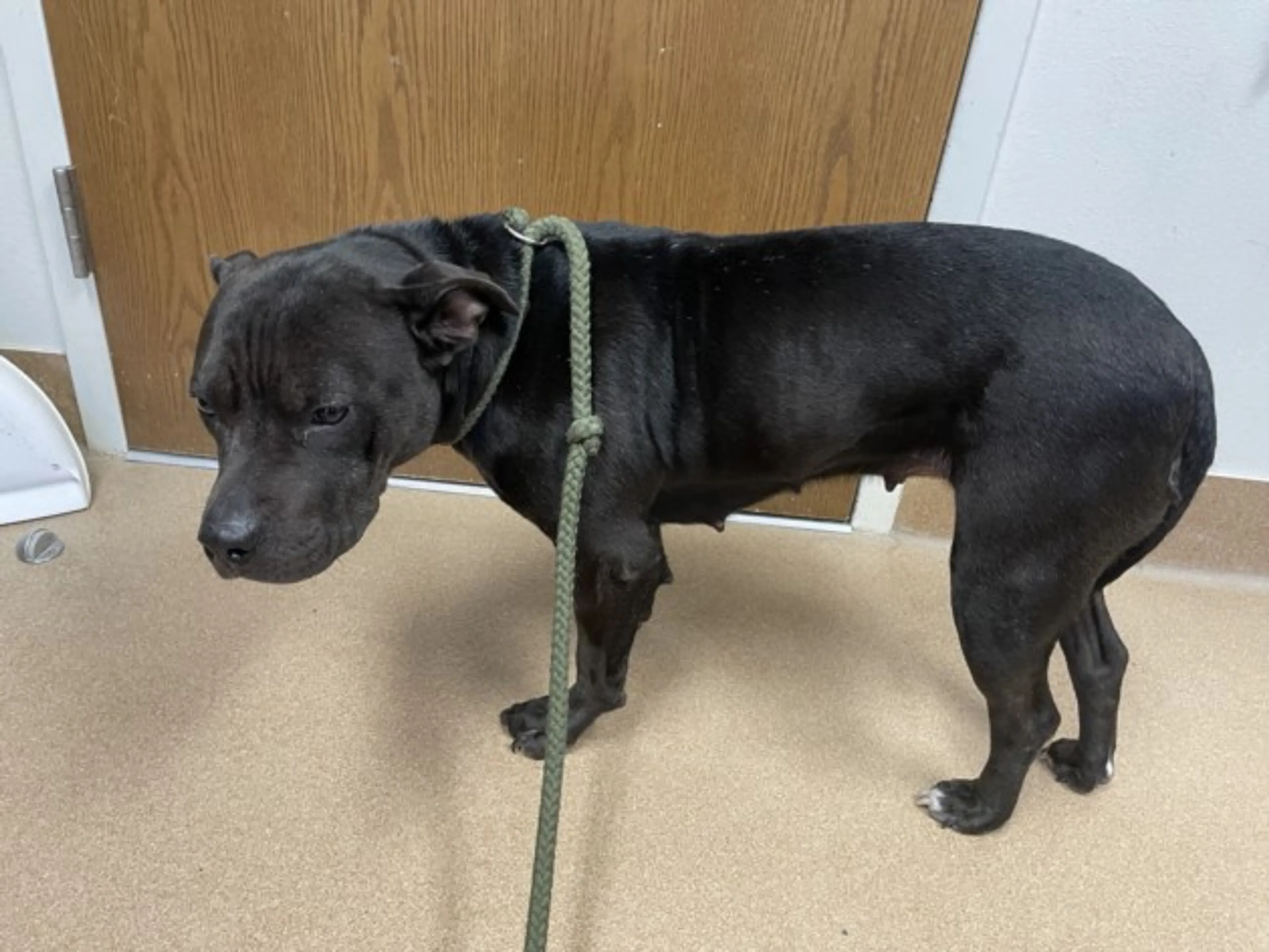 Found pet