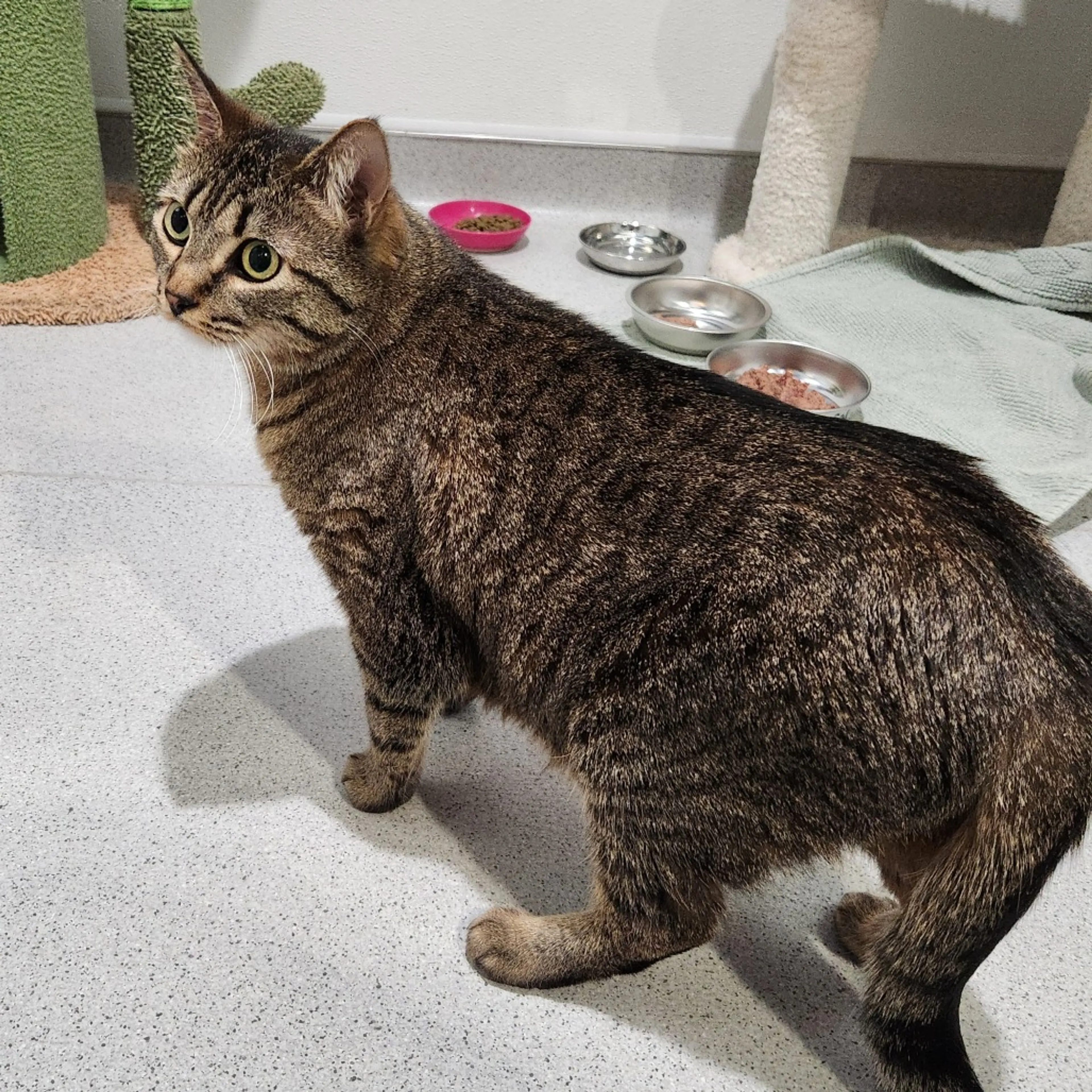 Found pet-3