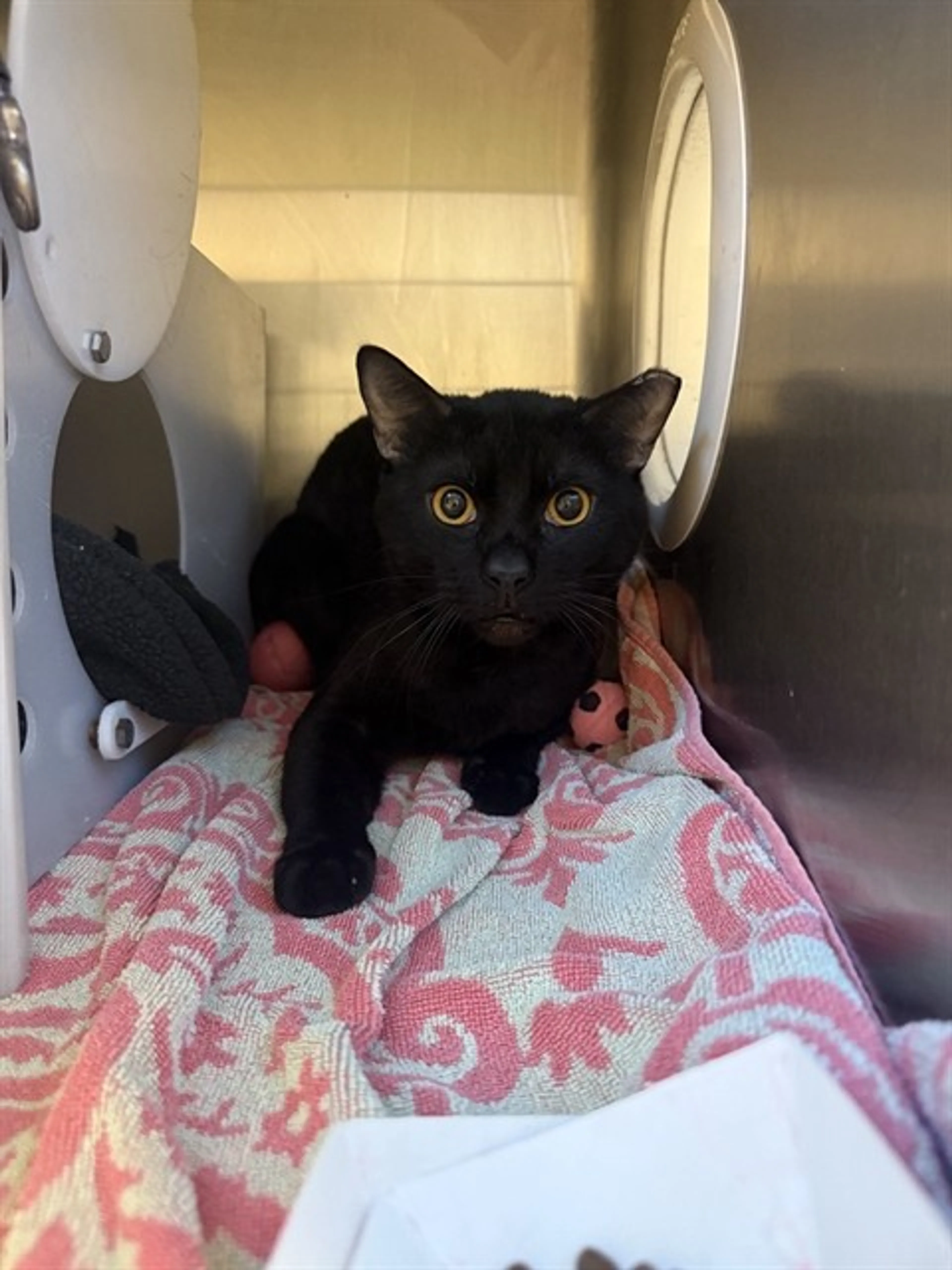 Found pet