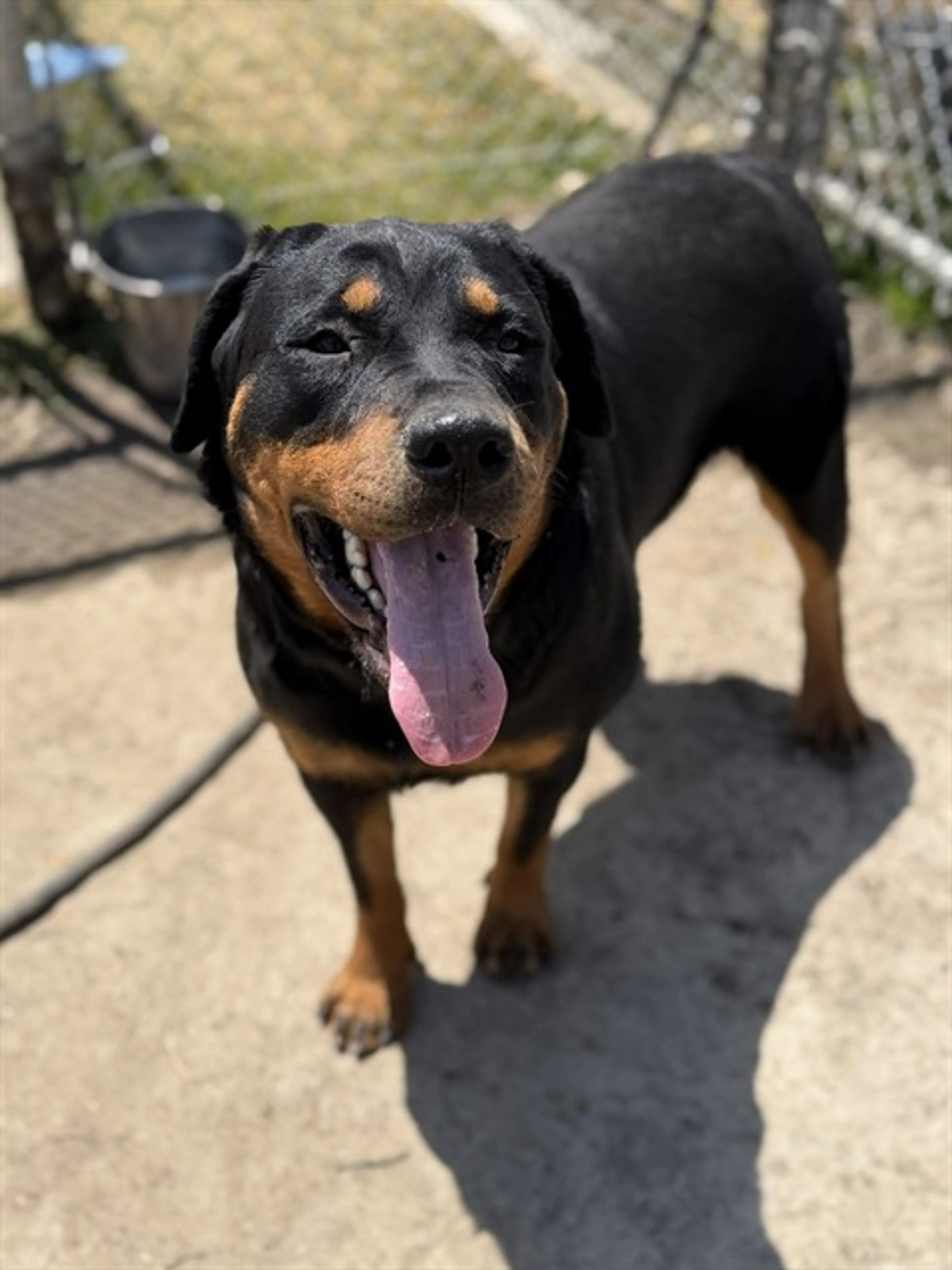Found pet