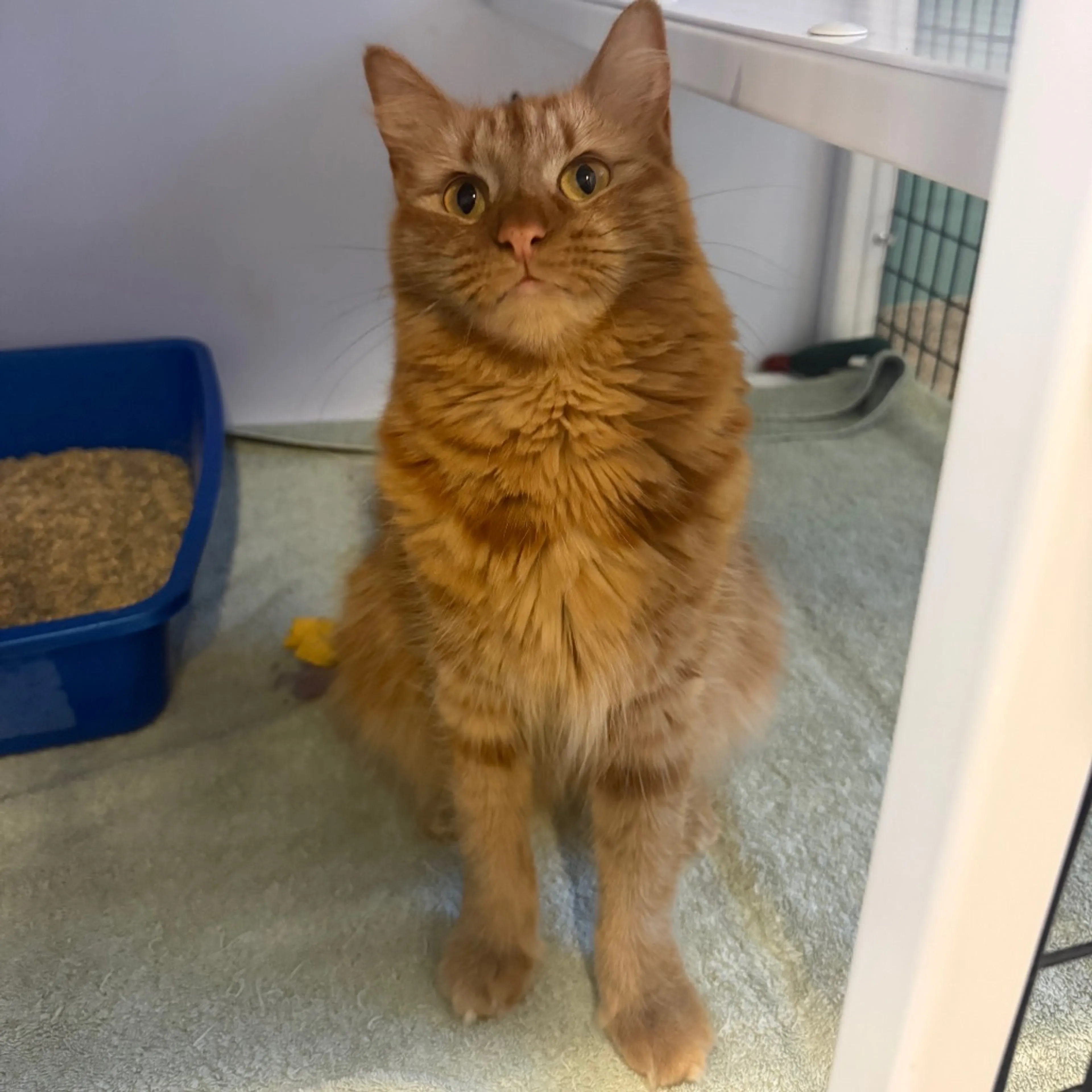 Found pet-4