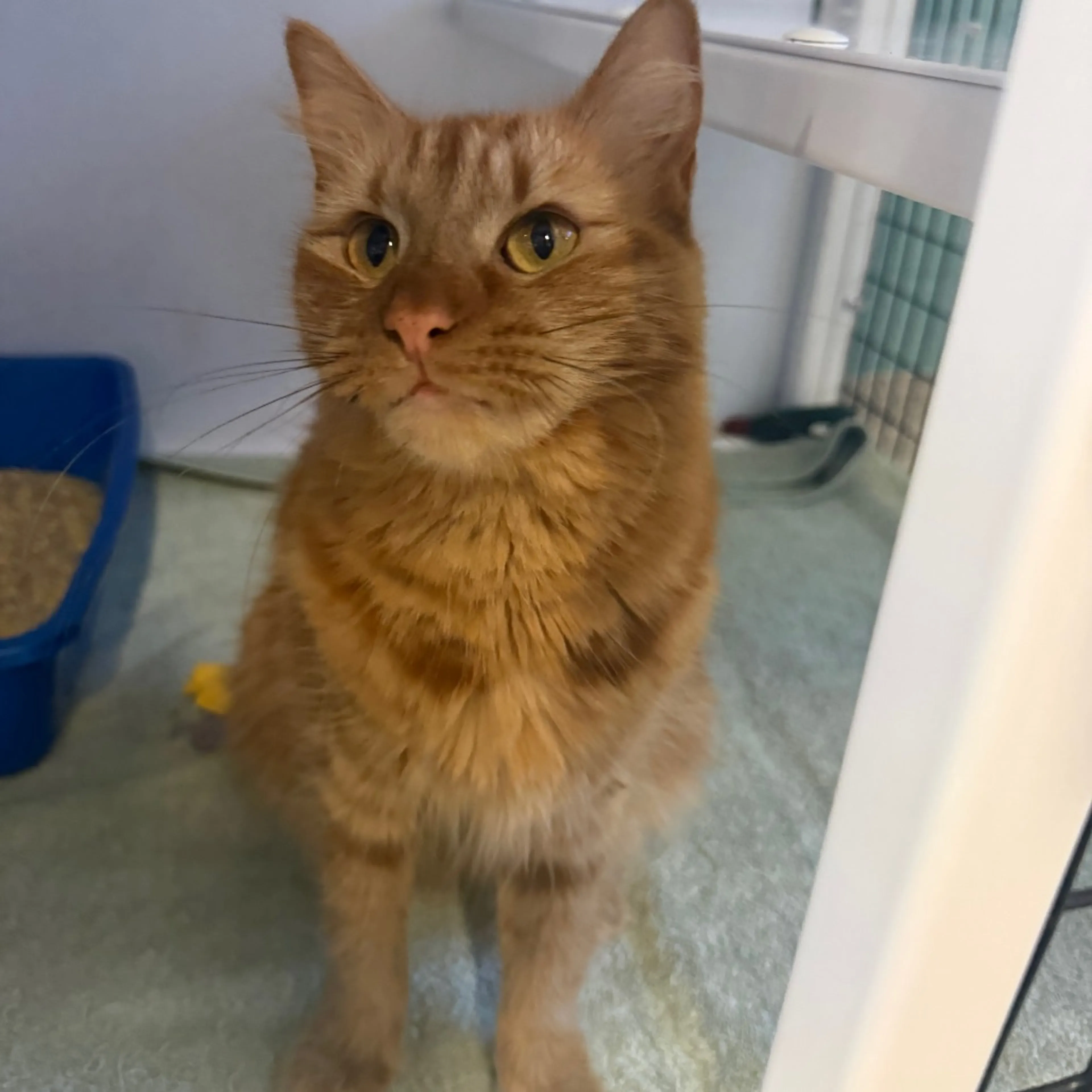 Found pet-0