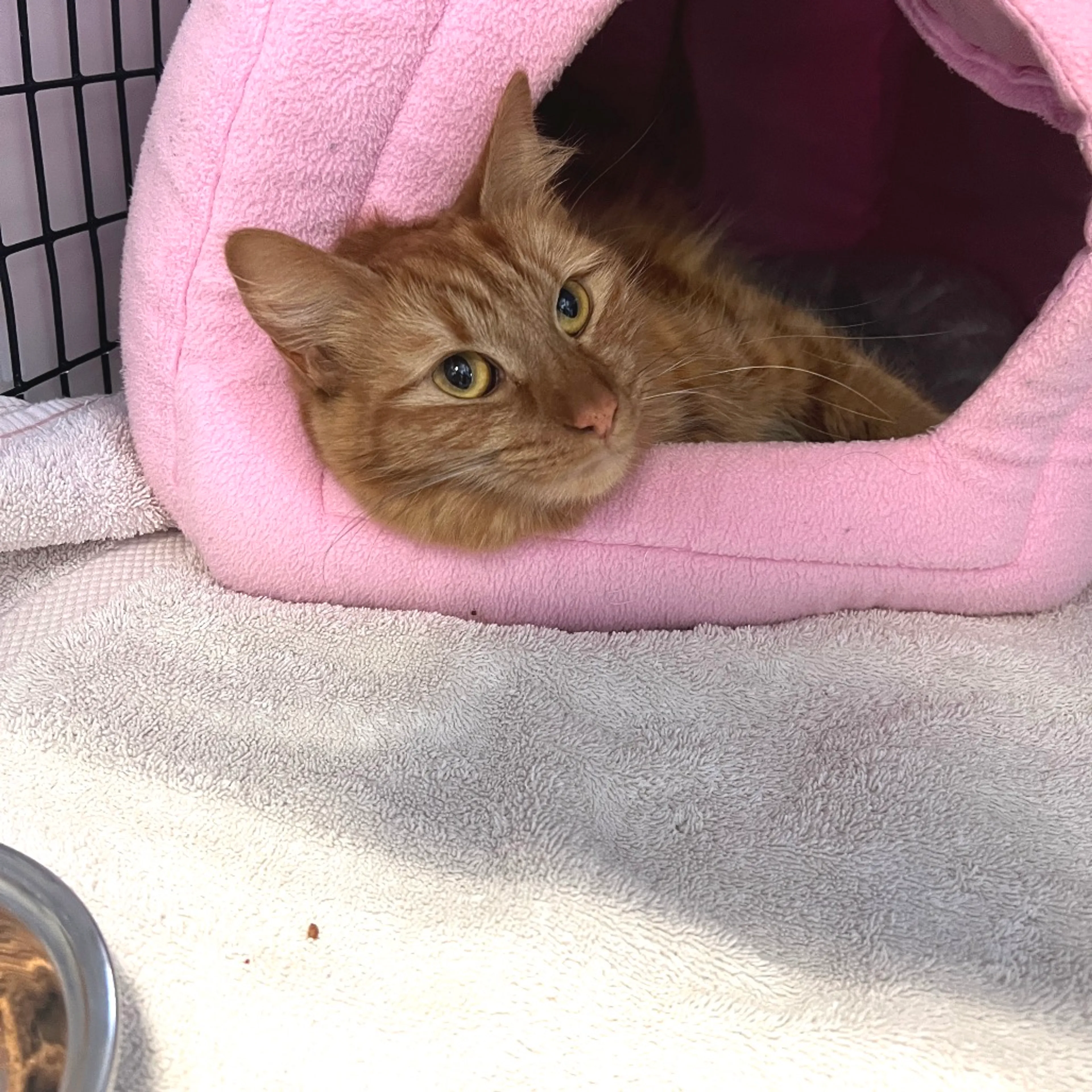 Found pet-2