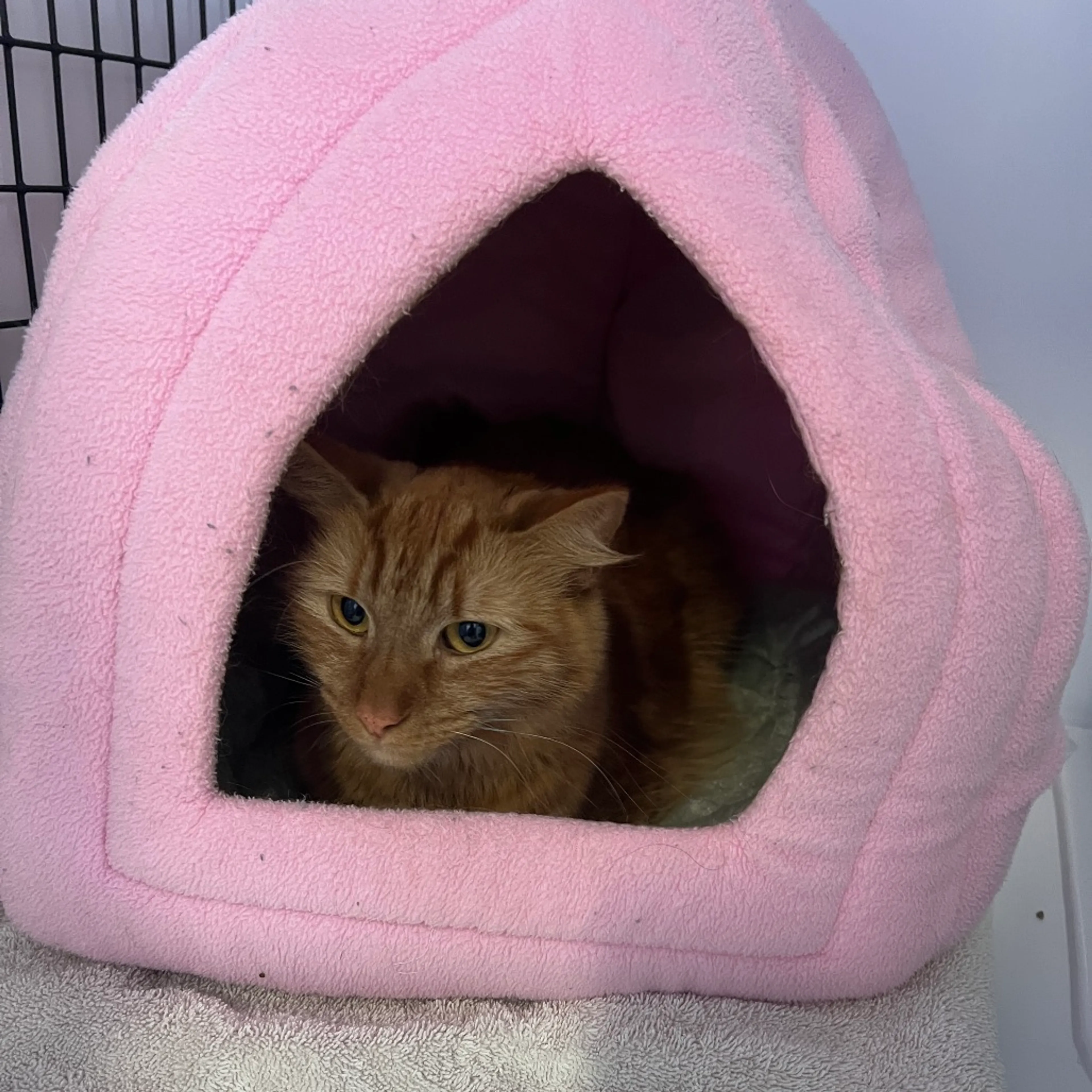 Found pet-3