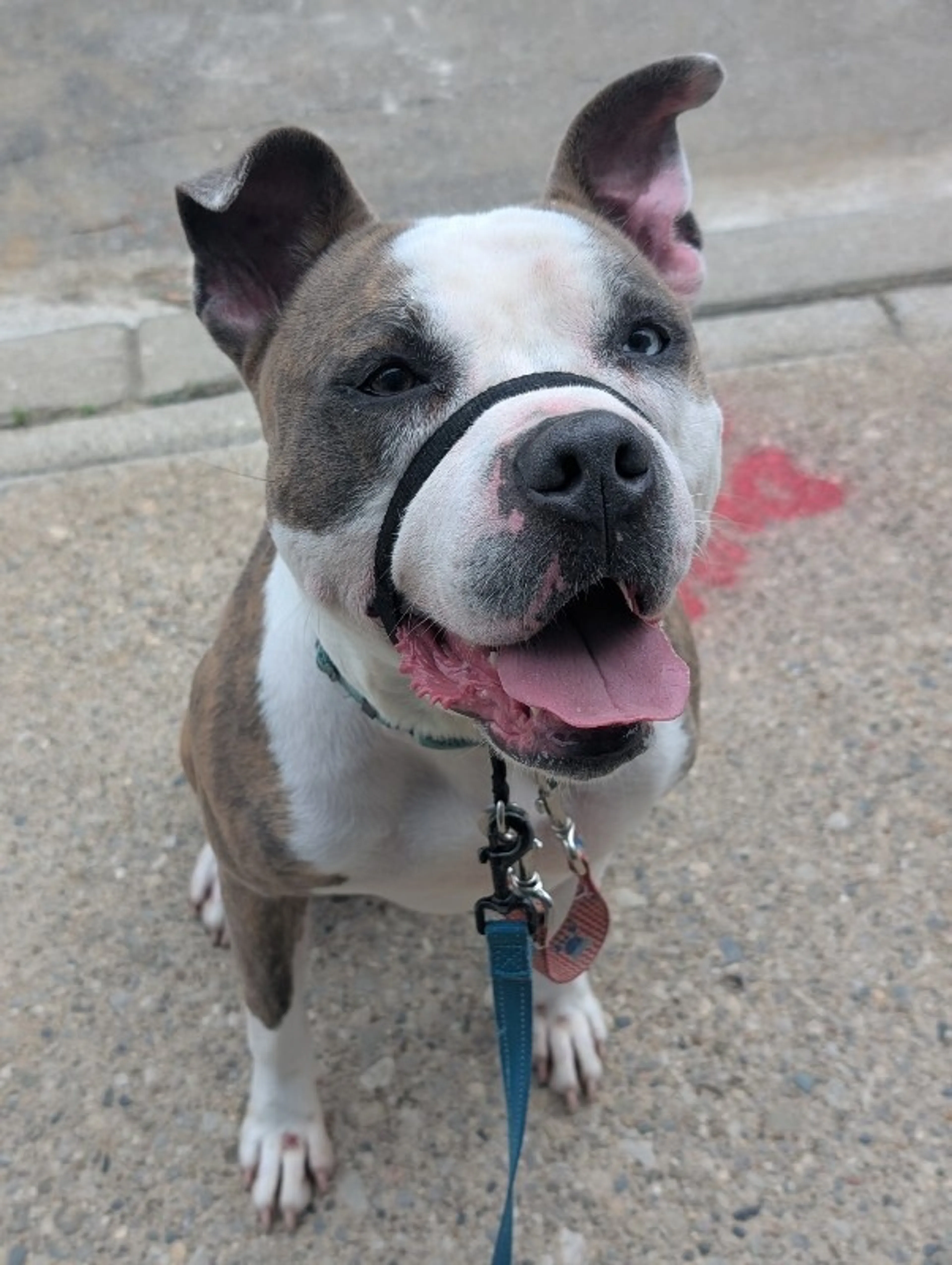 cdn image