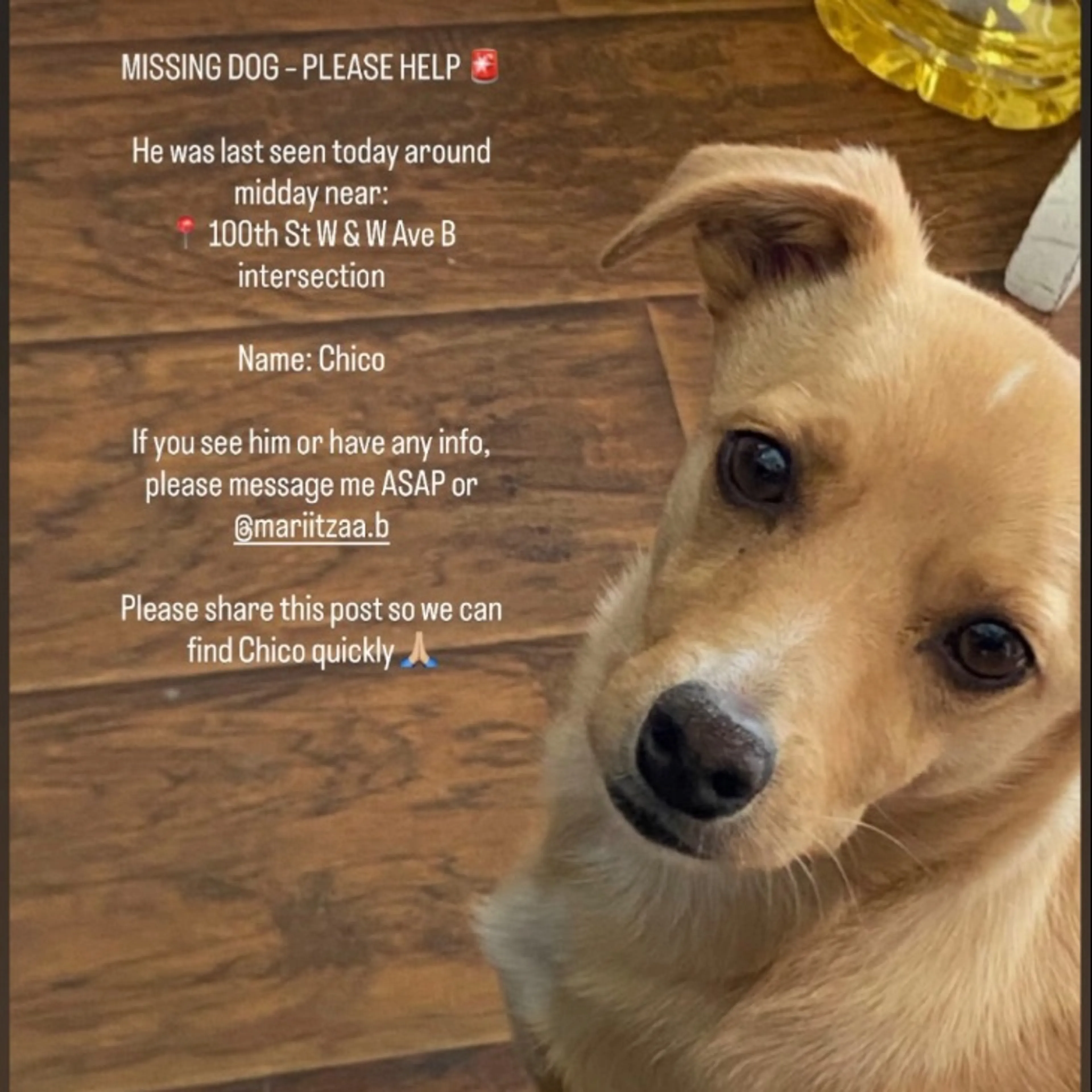Lost pet-0