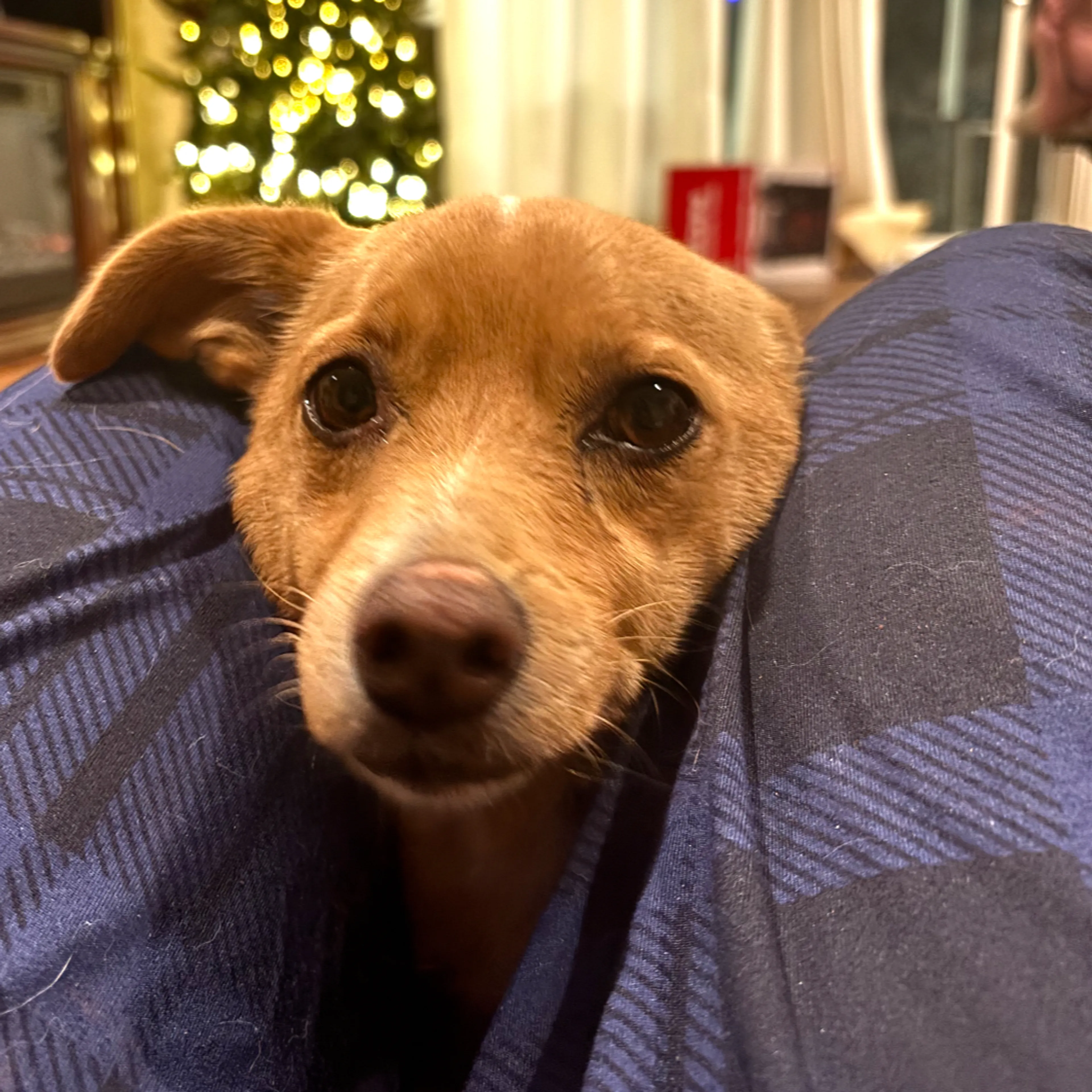 Lost pet-2
