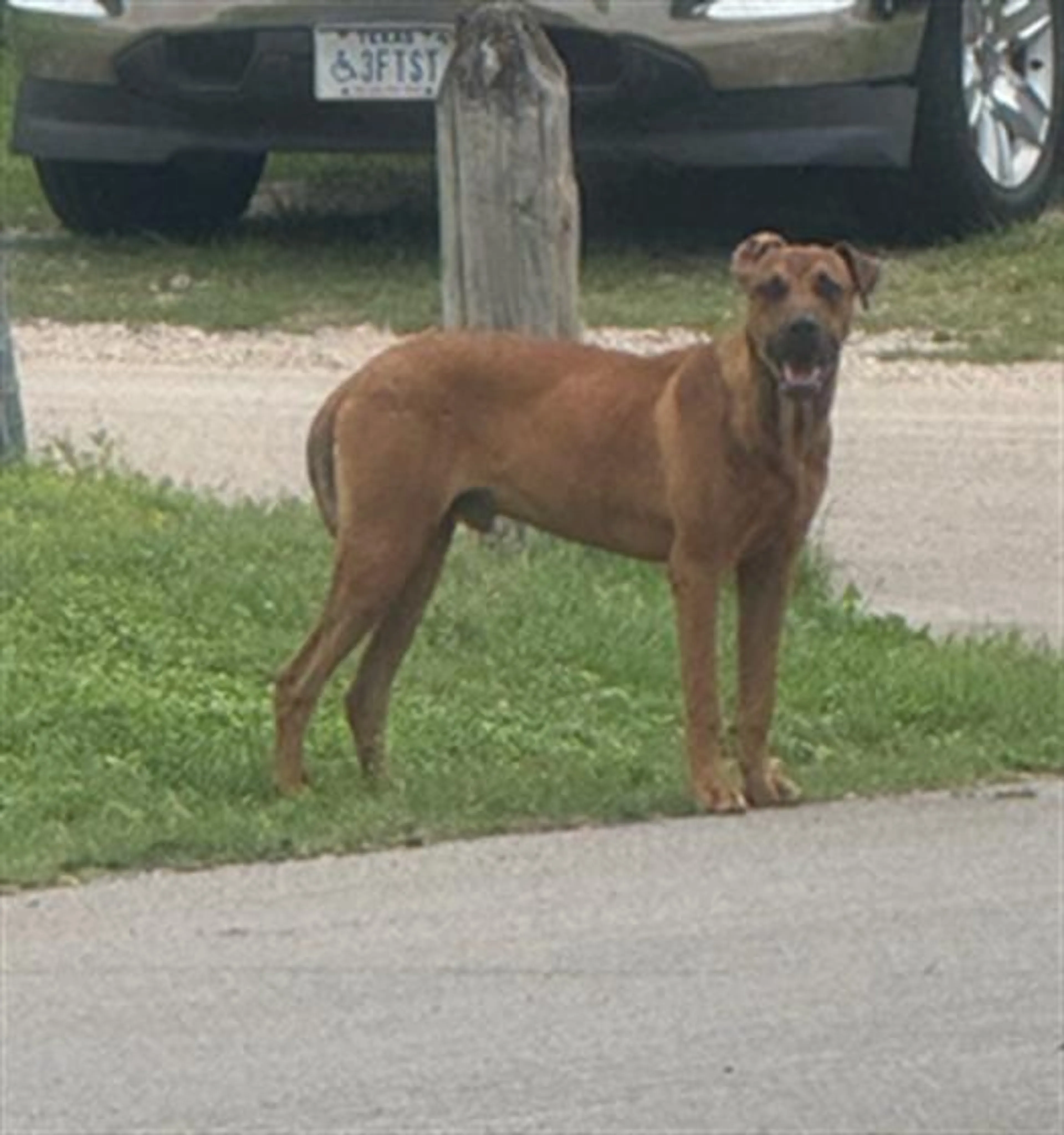 Found pet