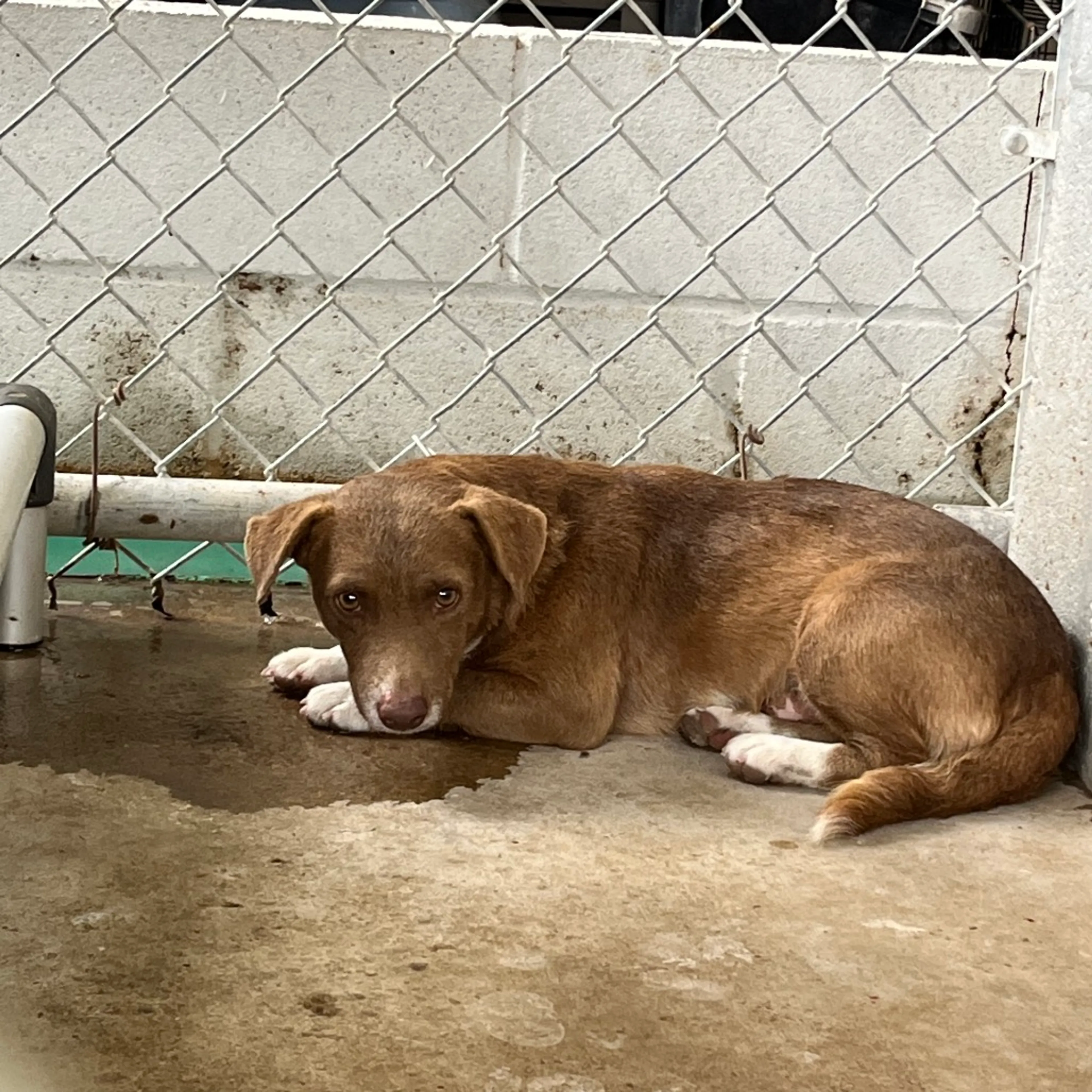 Found pet