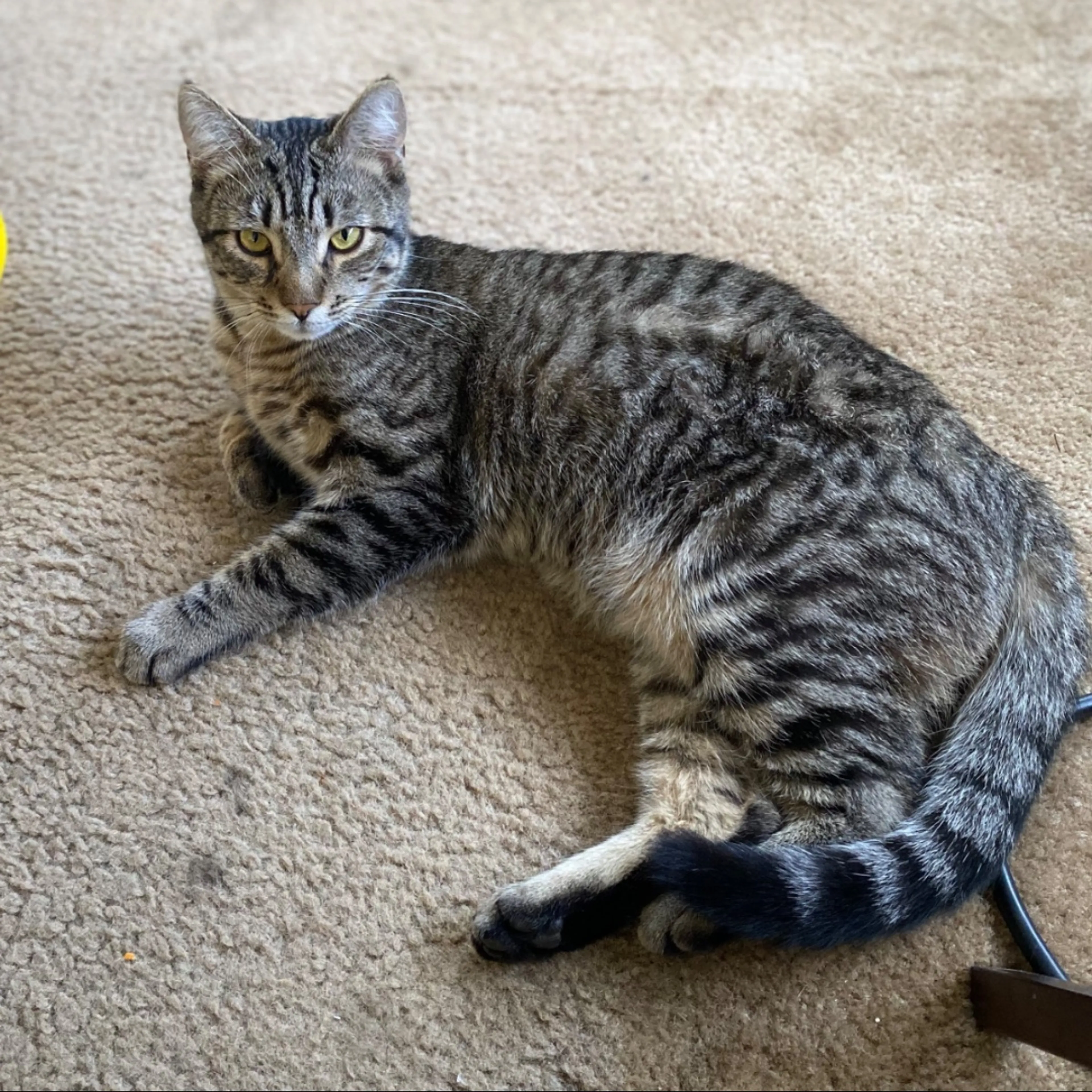 Lost pet