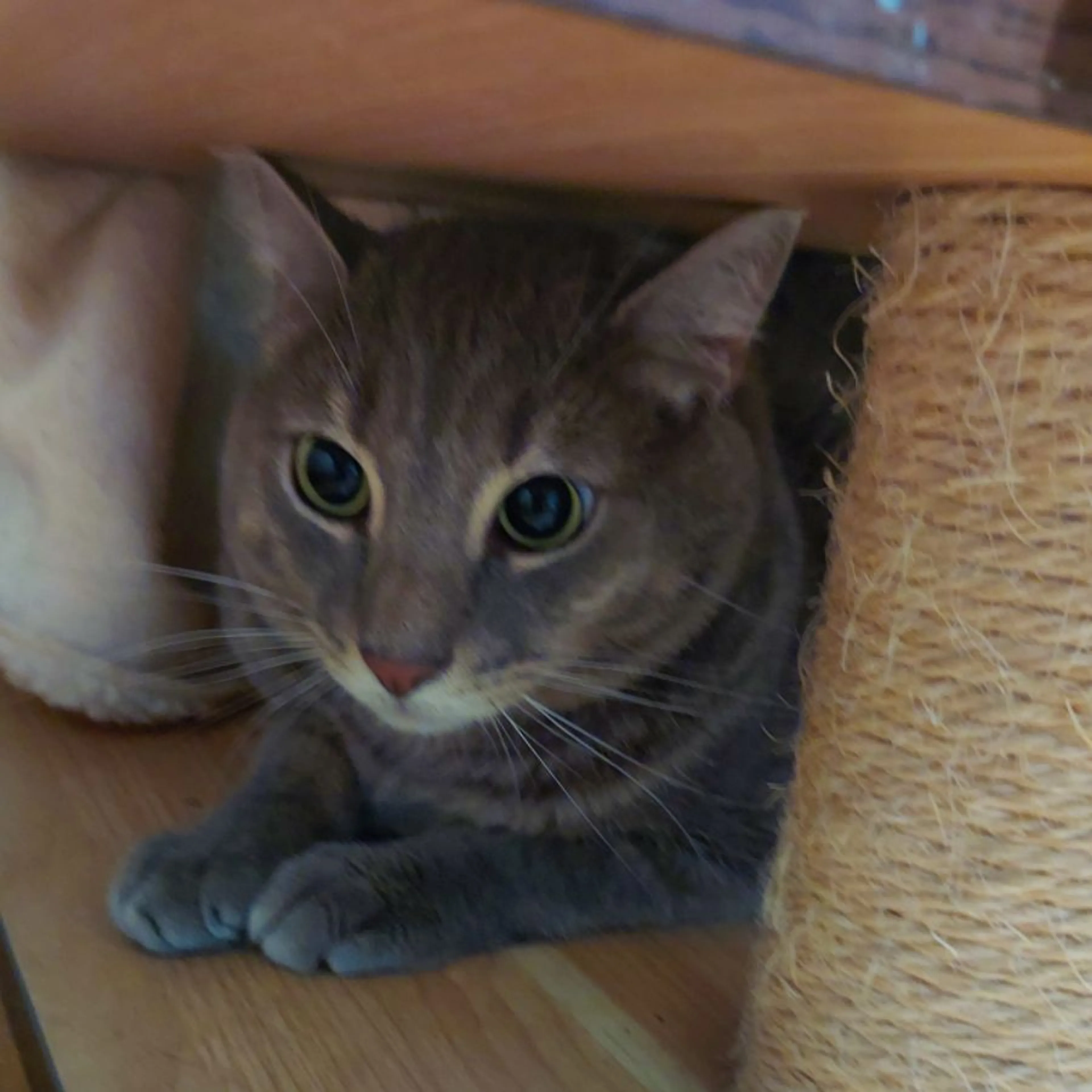 Found pet