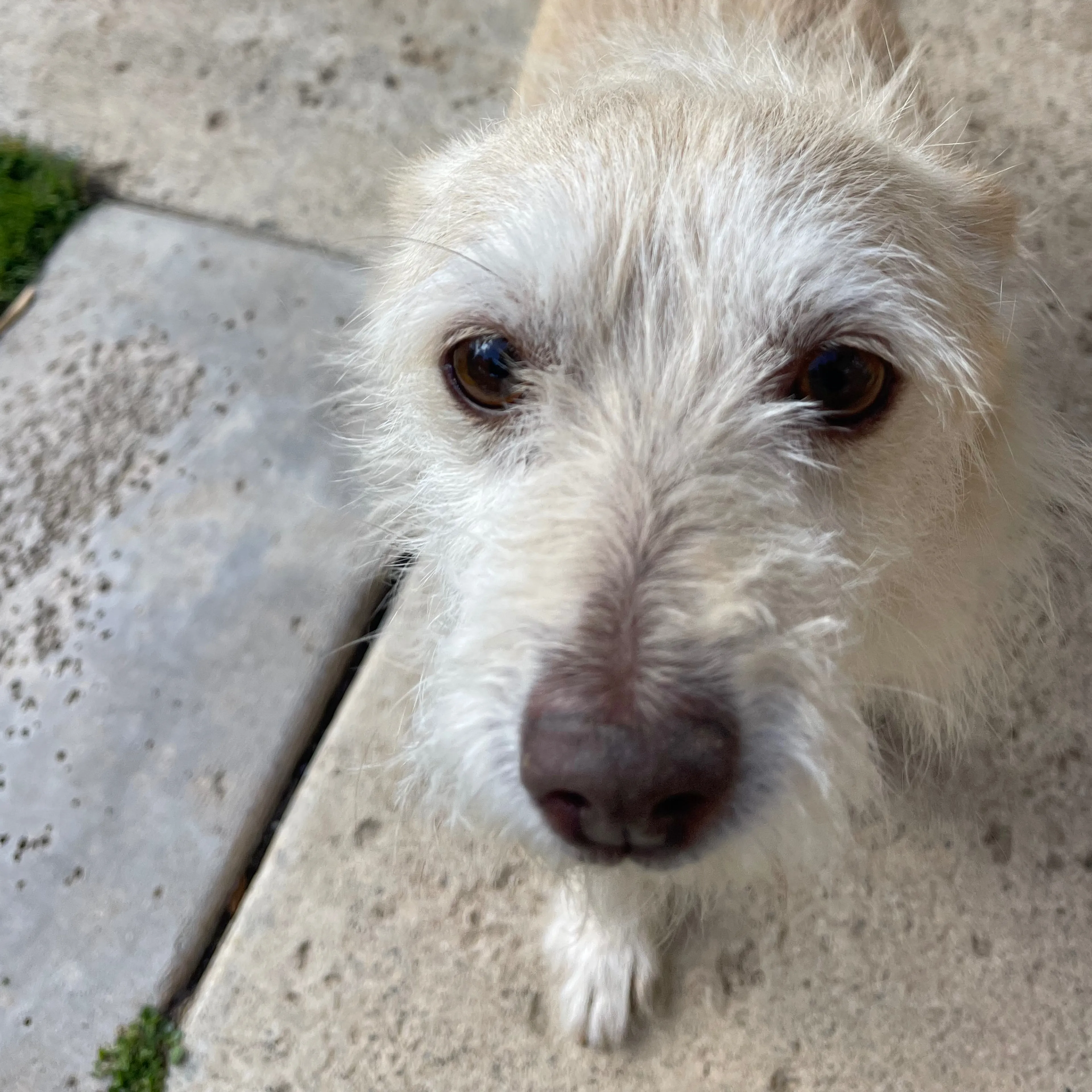 Found pet-2
